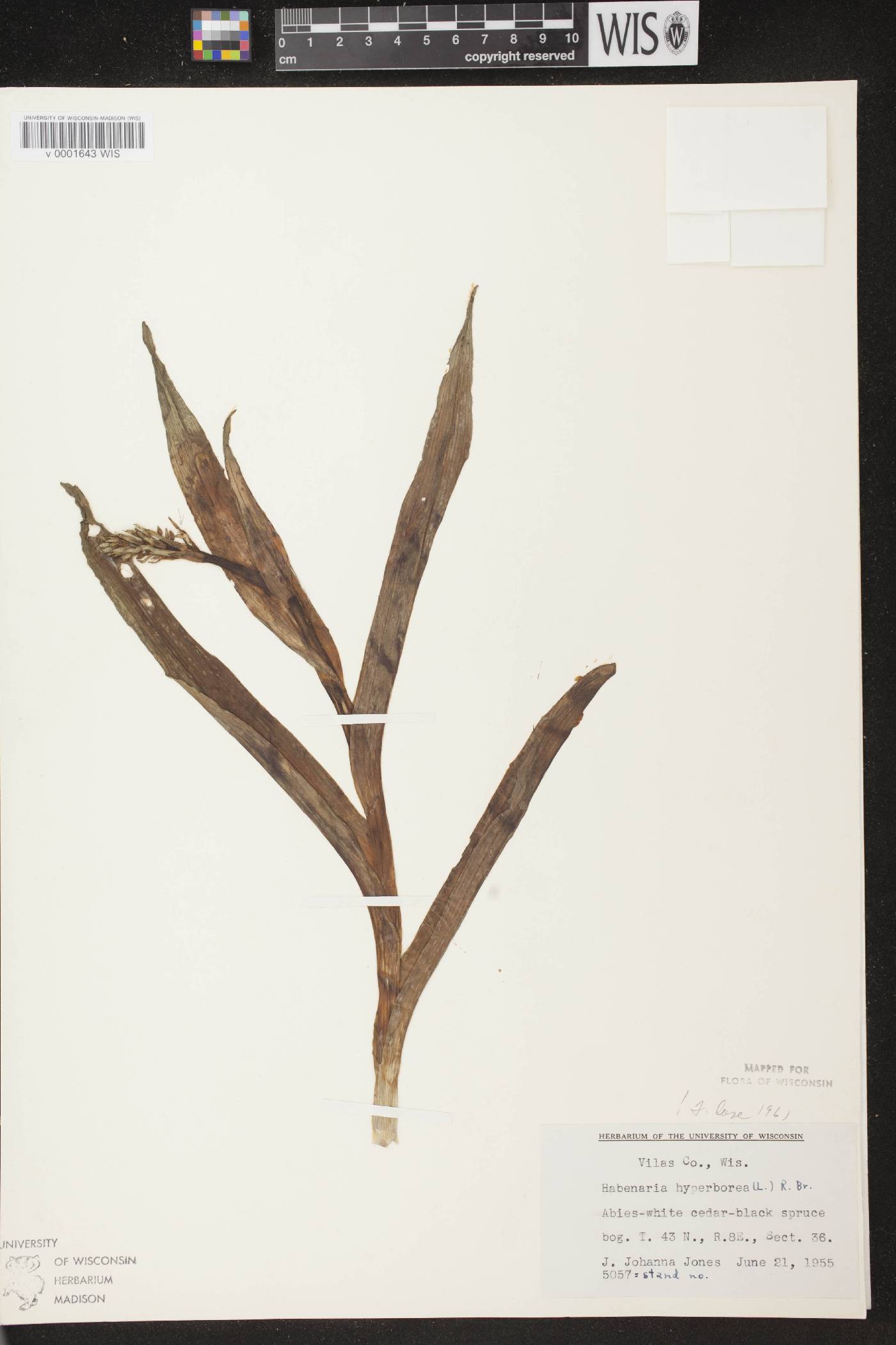 Platanthera huronensis image