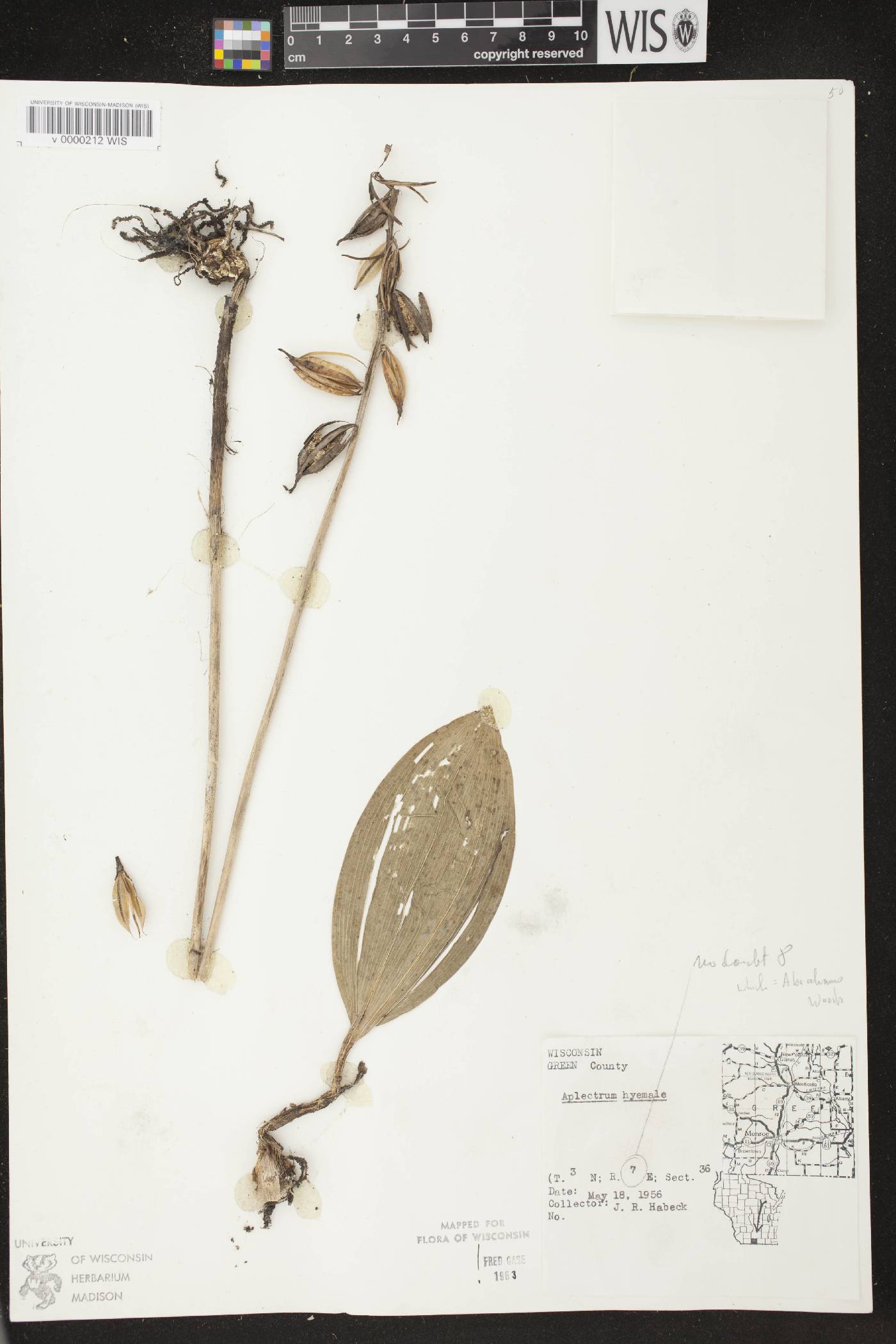 Aplectrum hyemale image