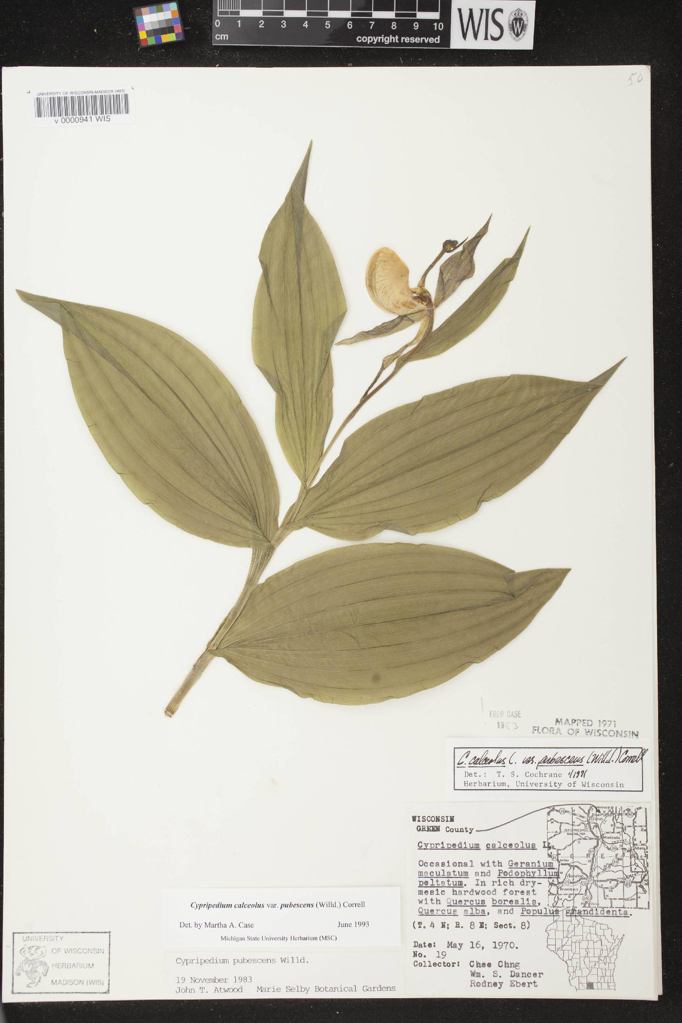 Cypripedium parviflorum image