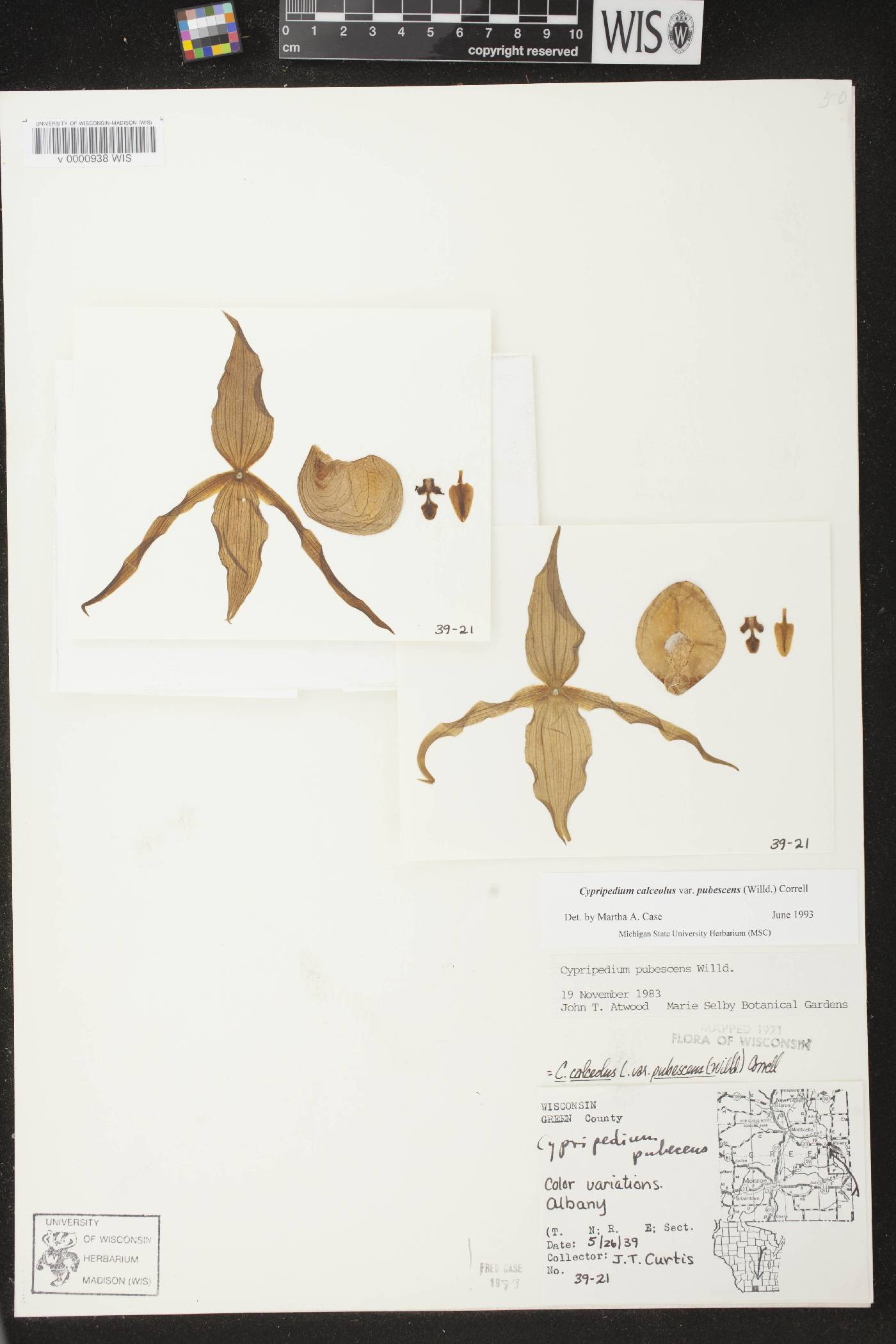 Cypripedium parviflorum var. pubescens image