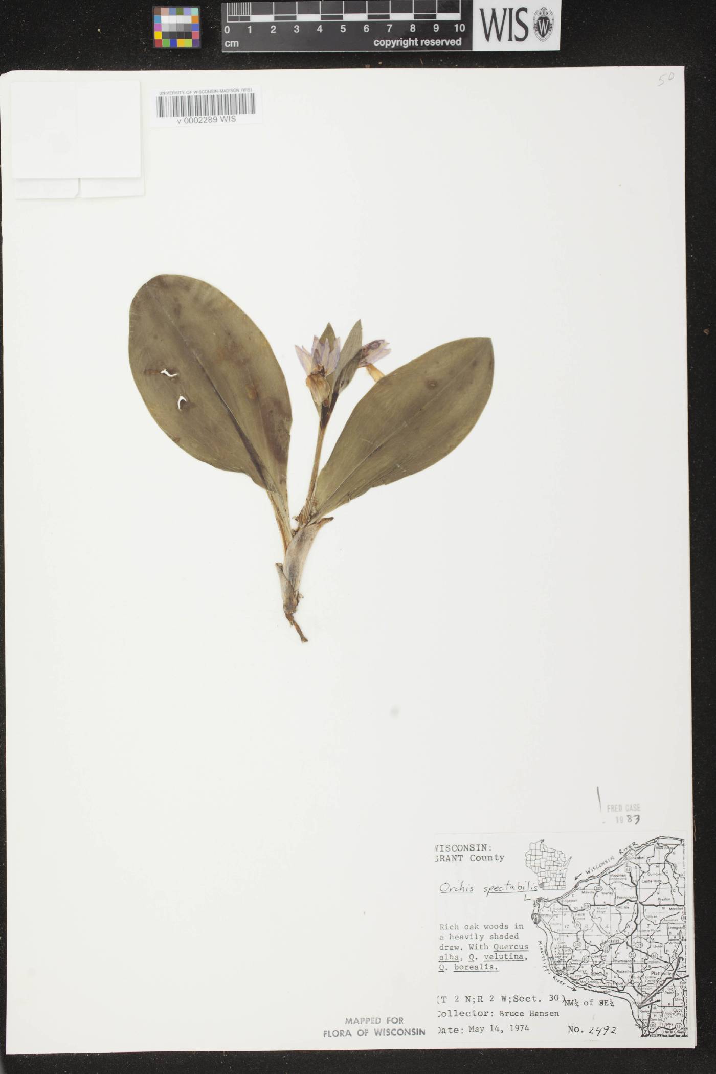 Galearis spectabilis image