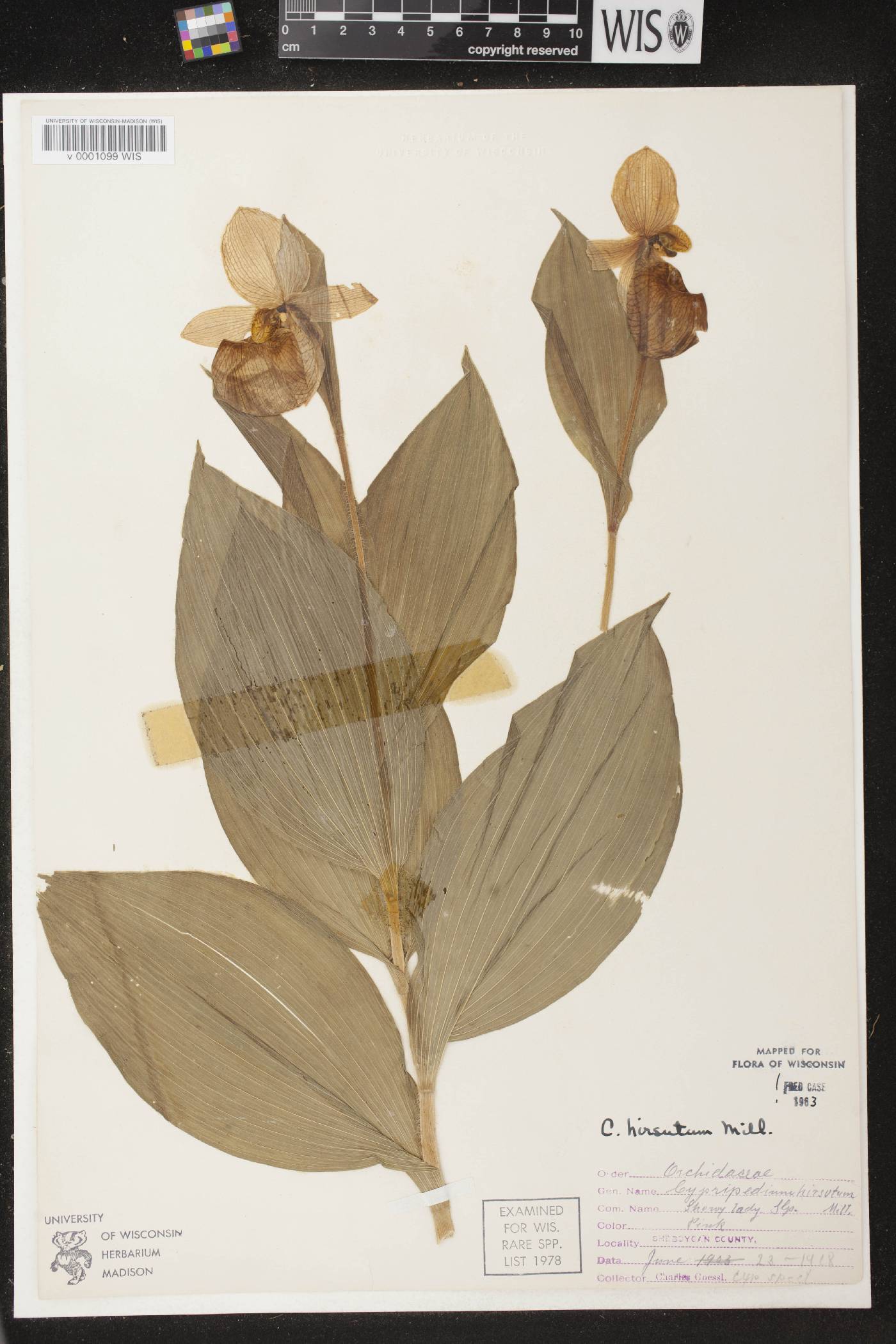 Cypripedium reginae image