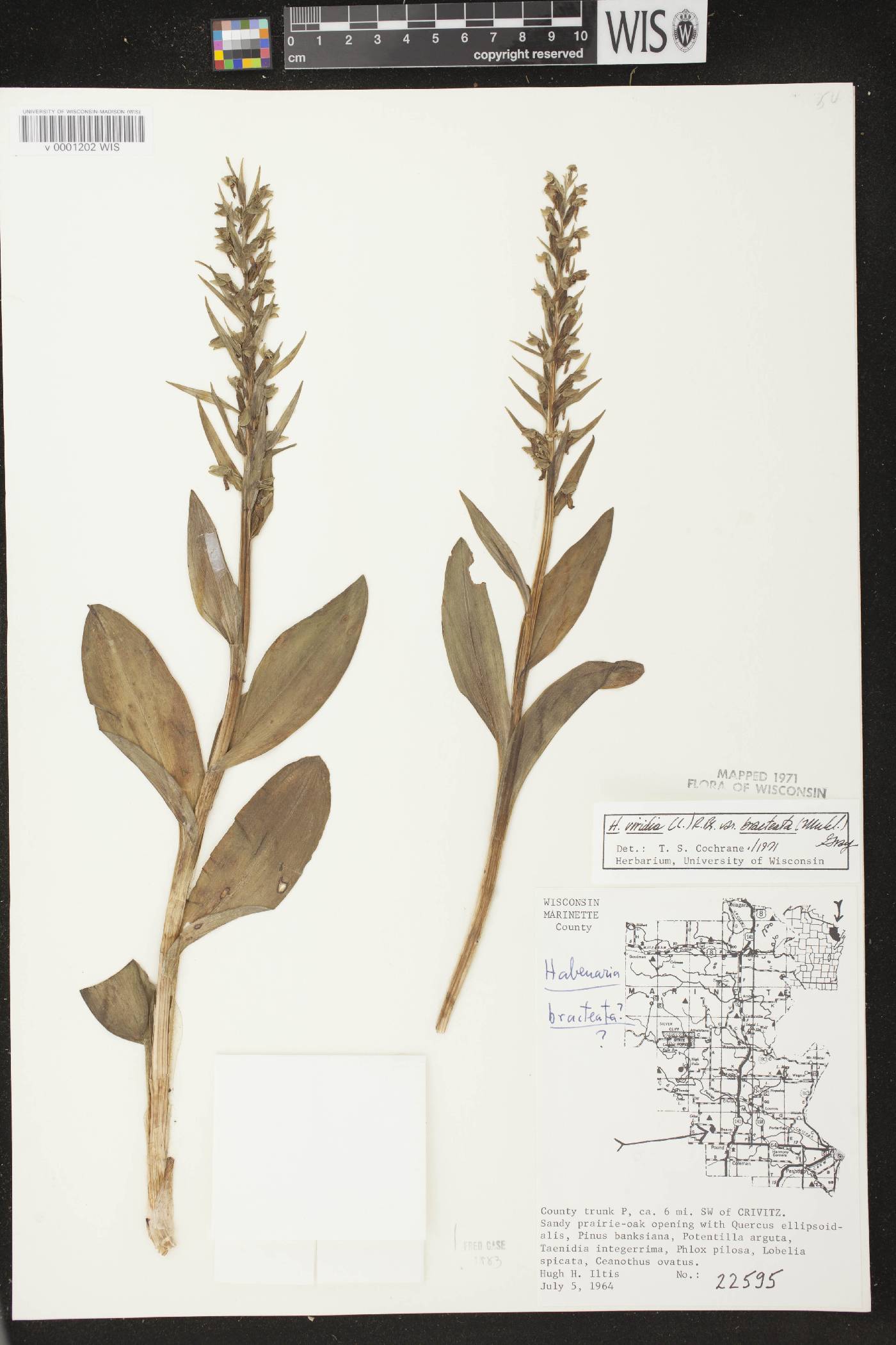 Coeloglossum viride var. virescens image