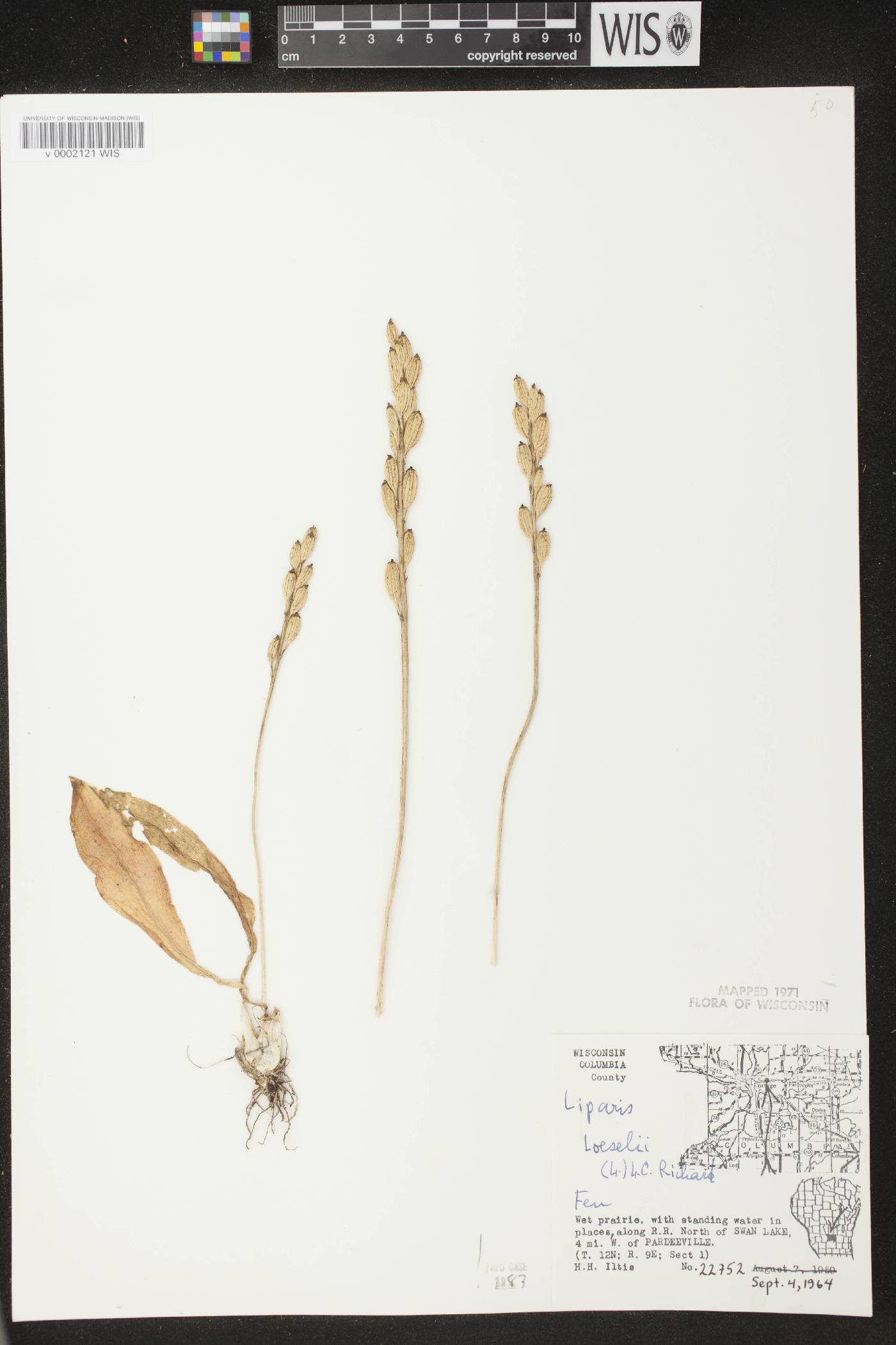 Liparis loeselii image