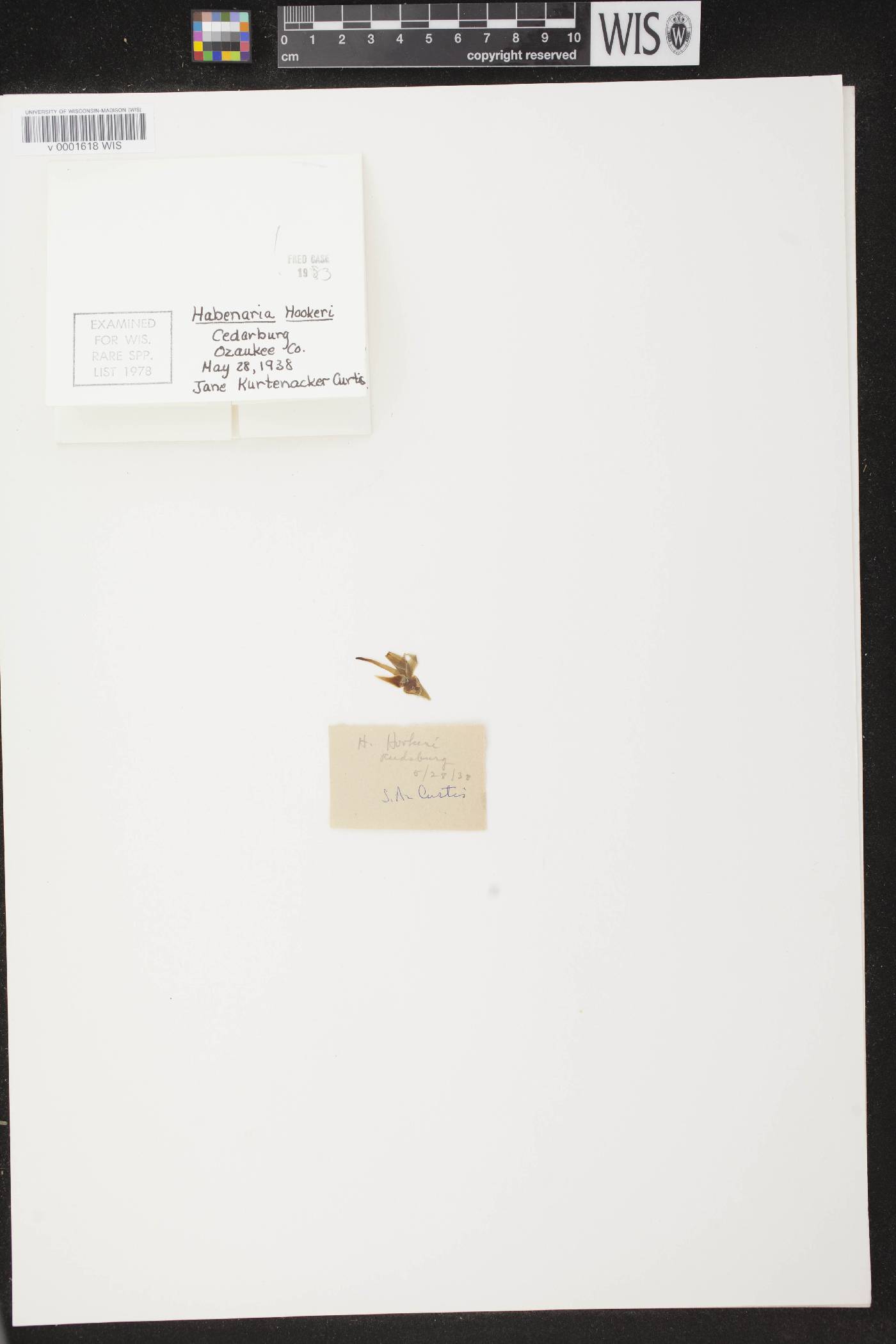 Platanthera hookeri image