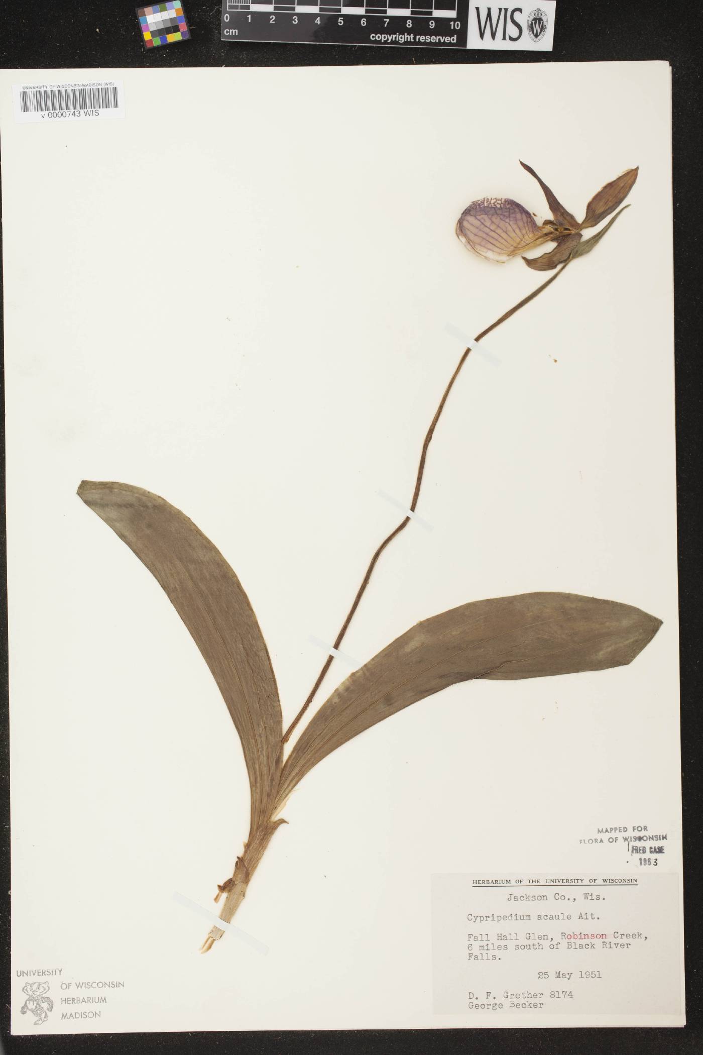 Cypripedium acaule image