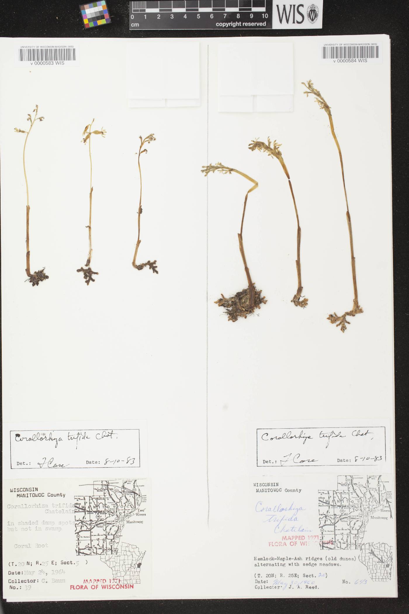 Corallorhiza trifida image