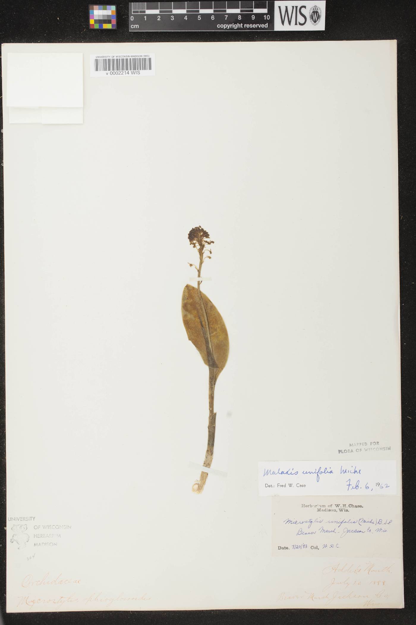 Malaxis unifolia image