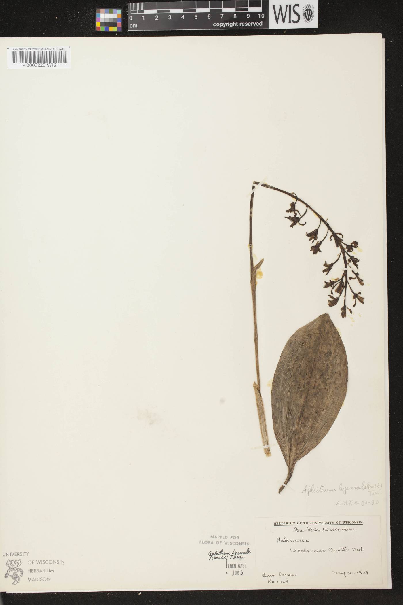 Aplectrum hyemale image