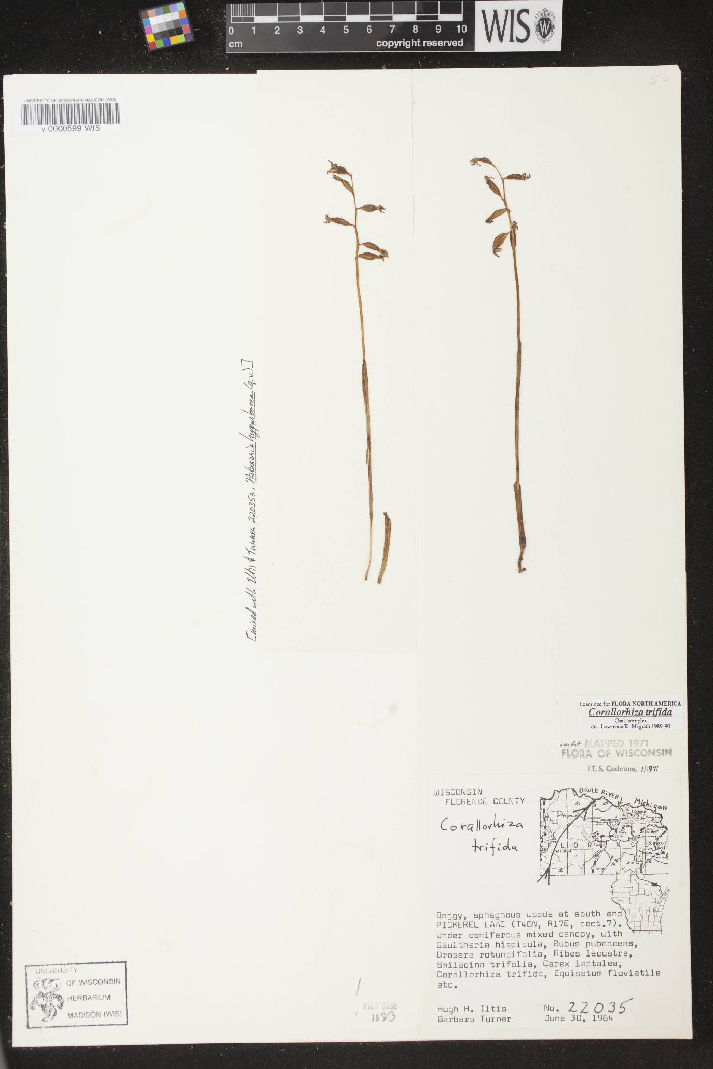 Corallorhiza trifida image