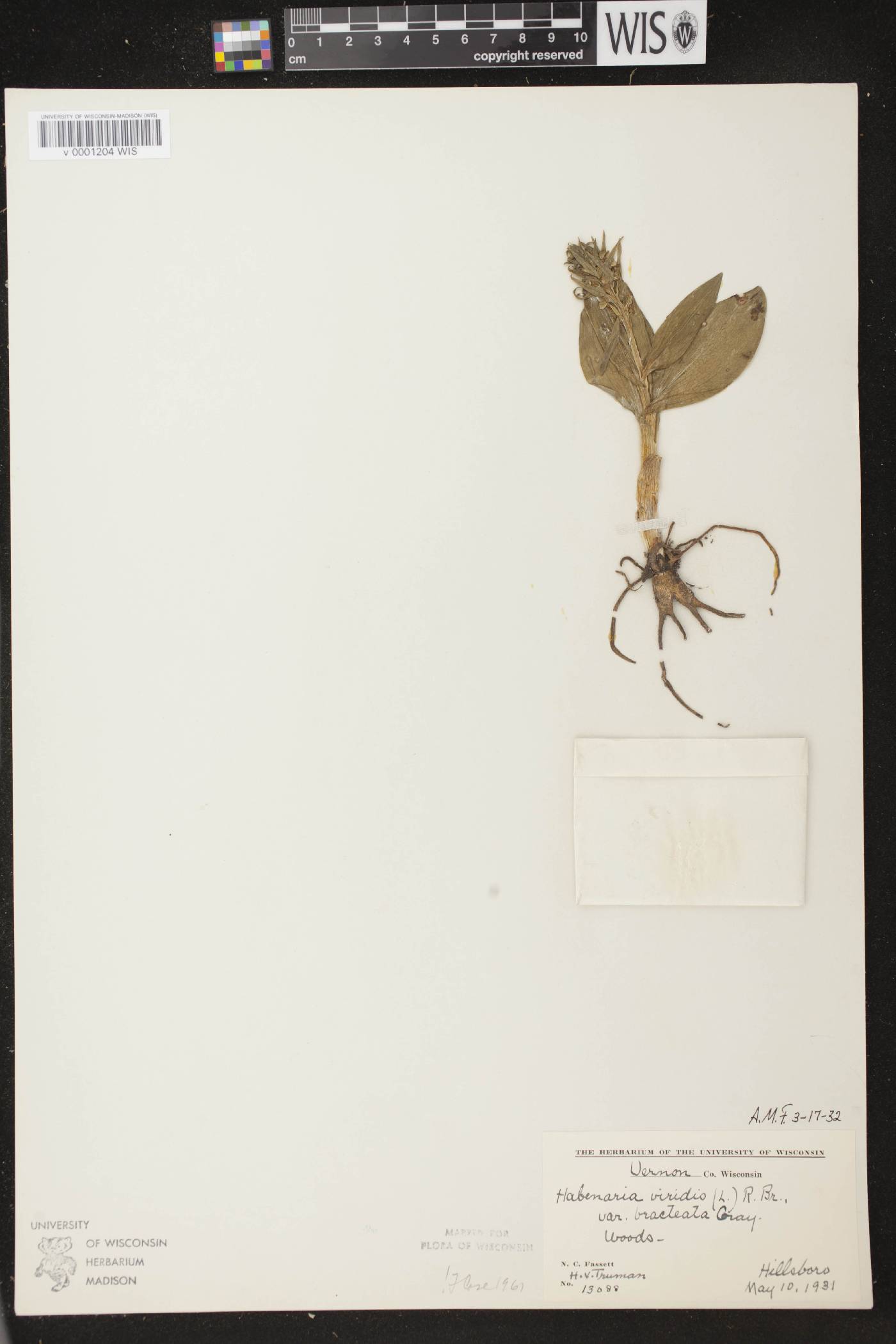 Coeloglossum viride var. virescens image