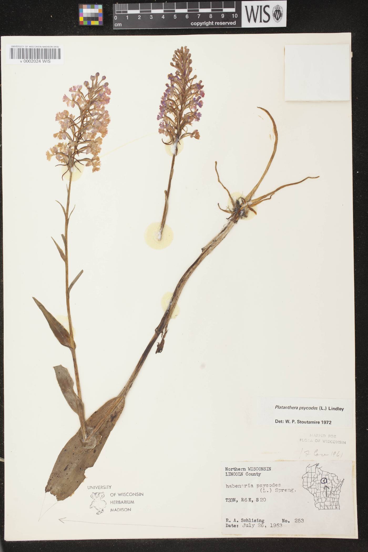 Platanthera psycodes image