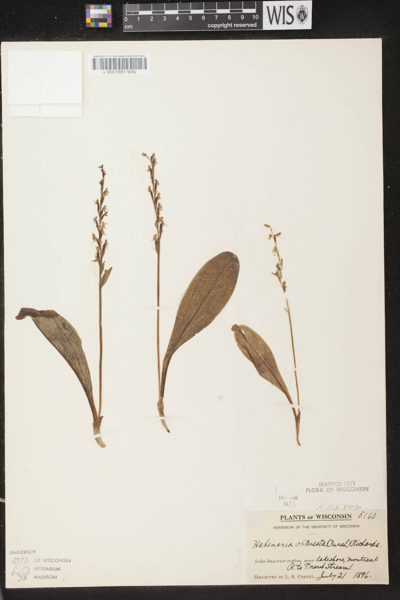 Platanthera obtusata image