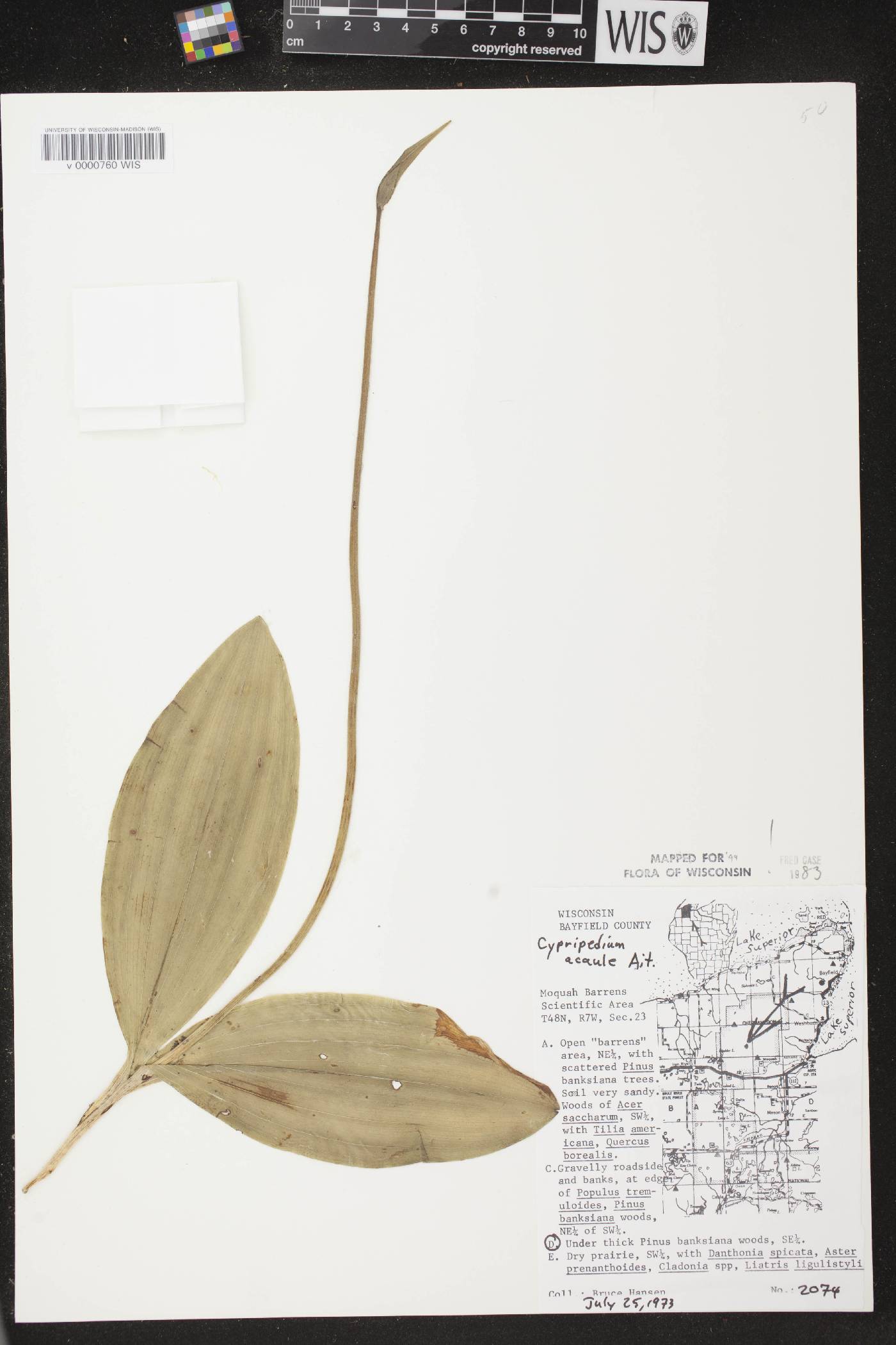 Cypripedium acaule image
