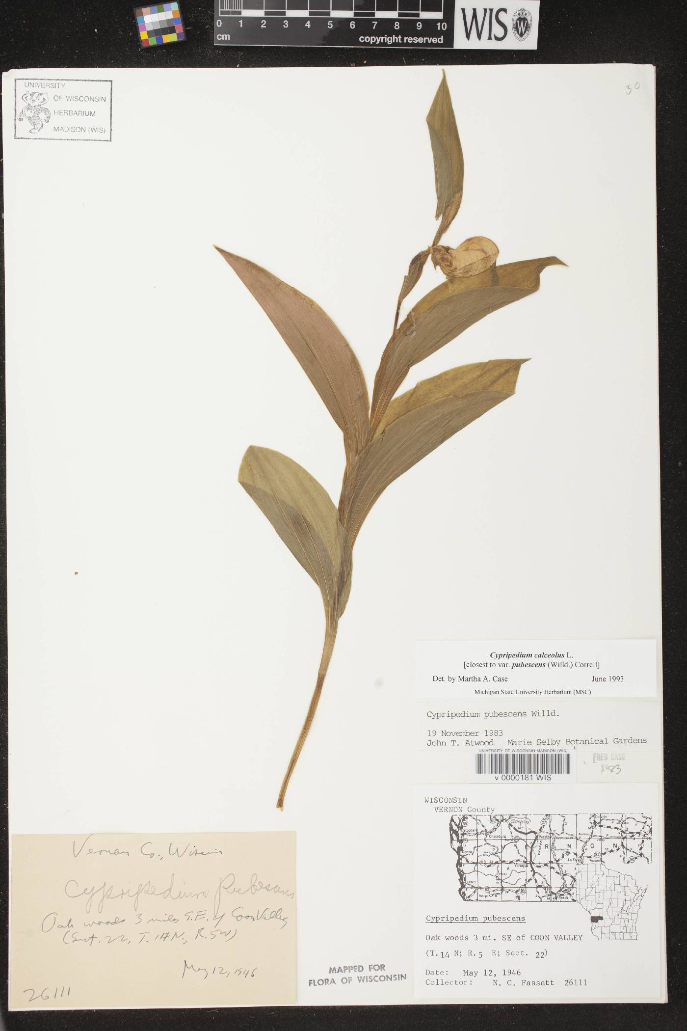 Cypripedium parviflorum var. pubescens image