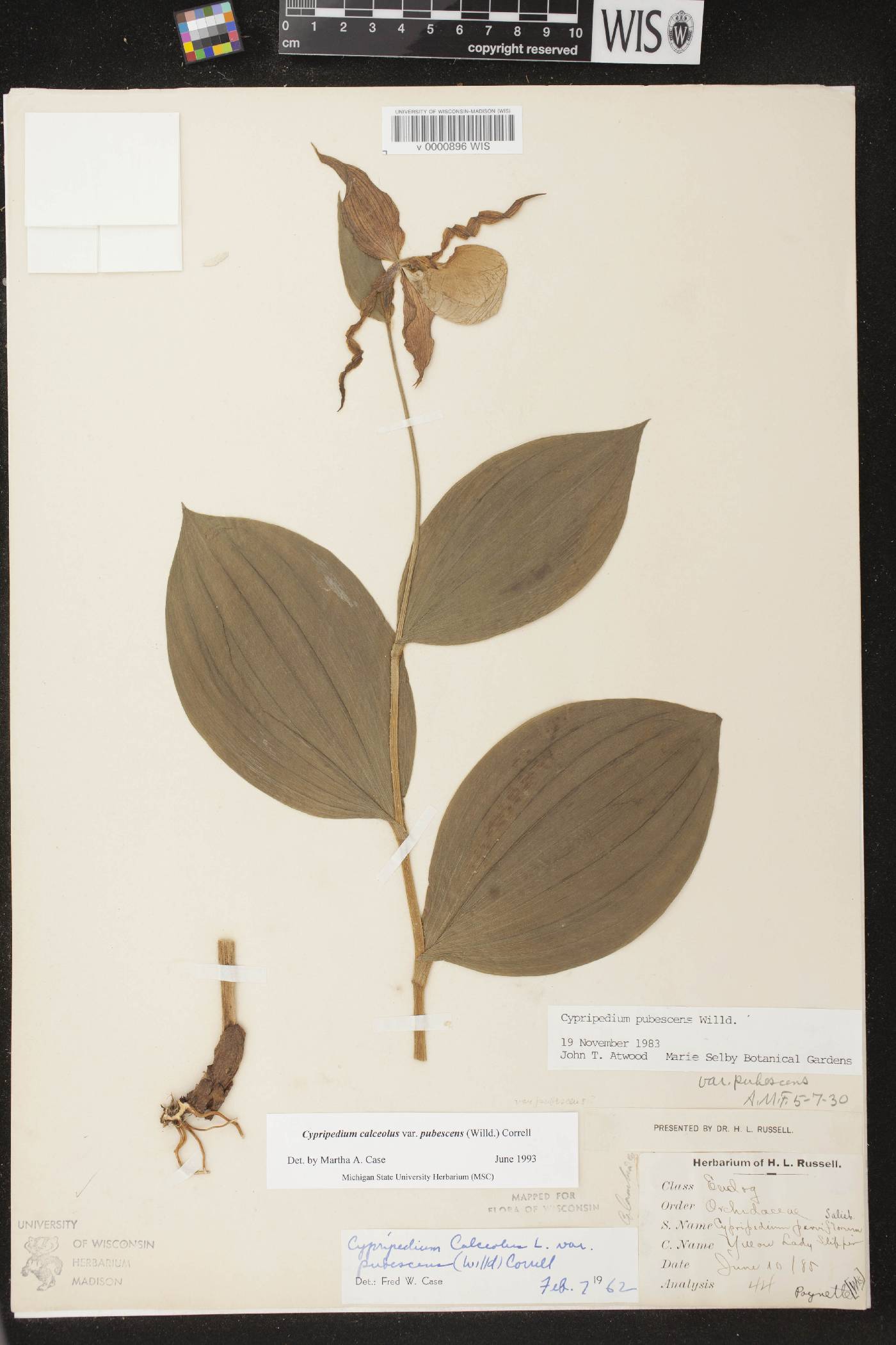 Cypripedium parviflorum image