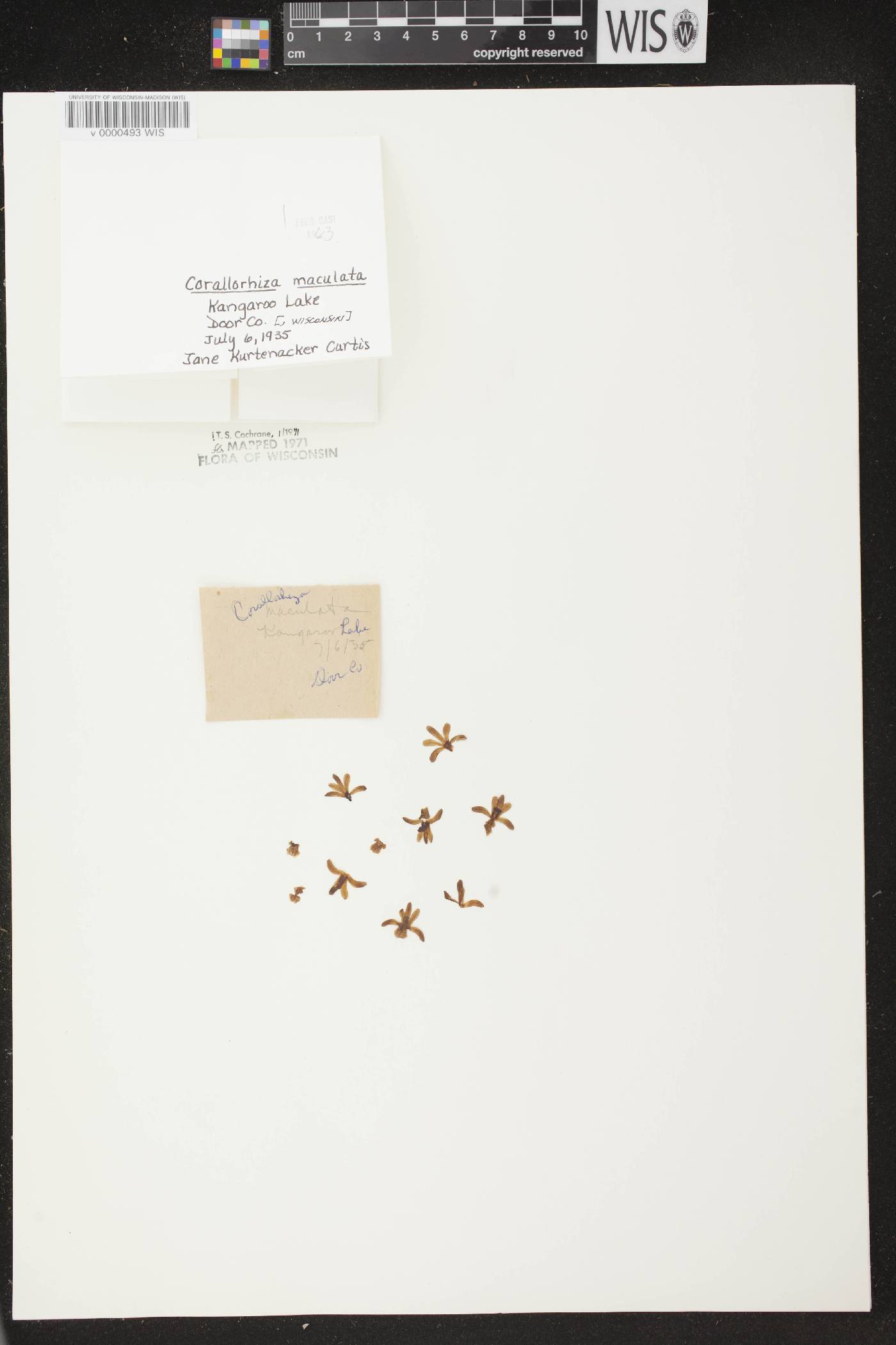 Corallorhiza maculata image