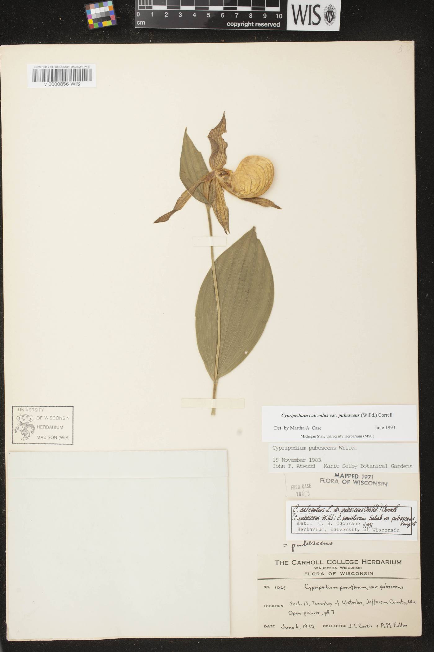 Cypripedium parviflorum image