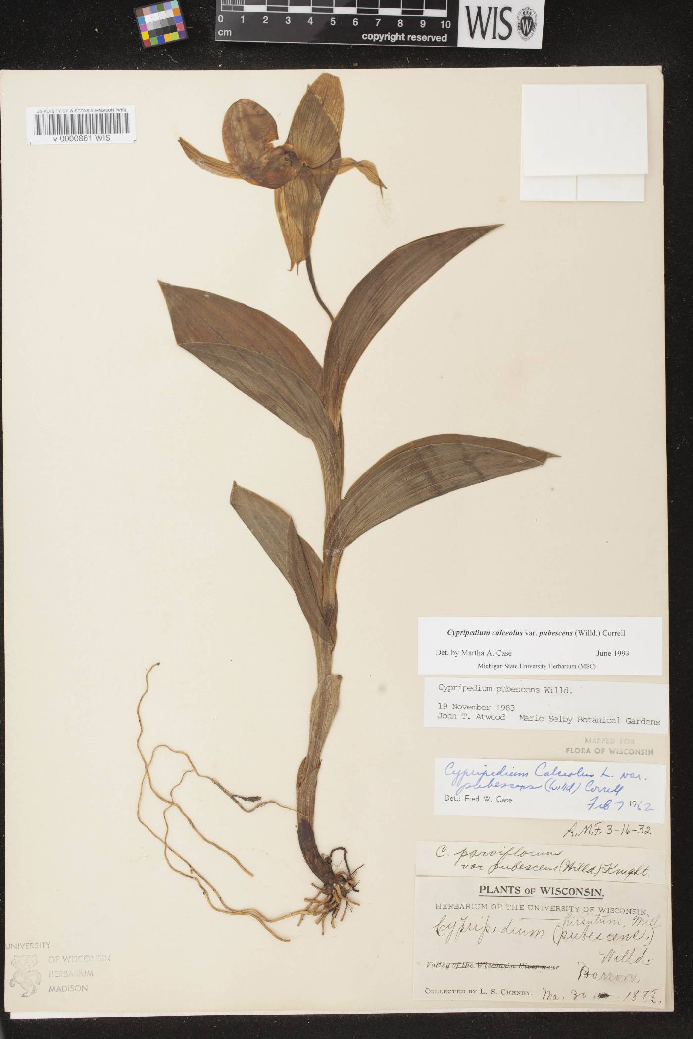 Cypripedium parviflorum image