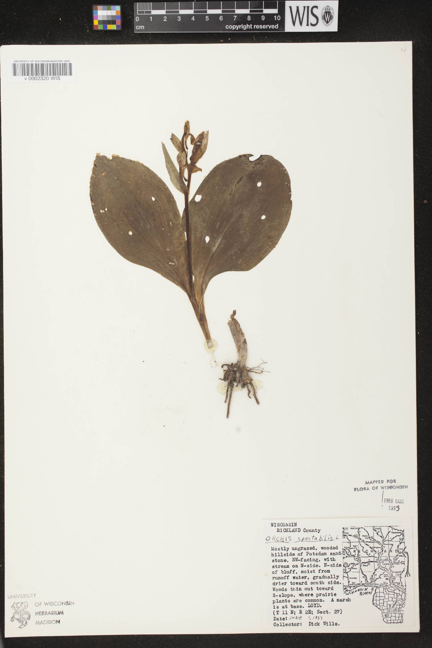 Galearis spectabilis image
