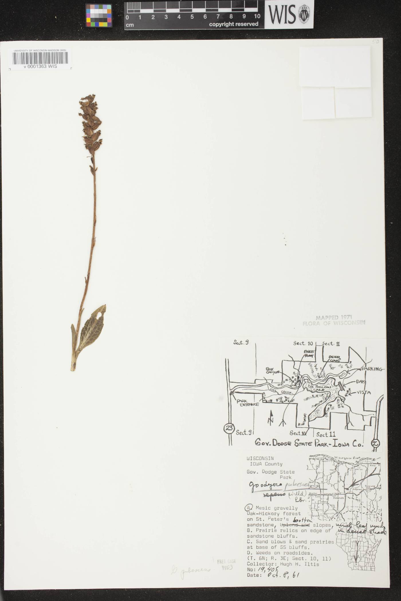 Goodyera pubescens image
