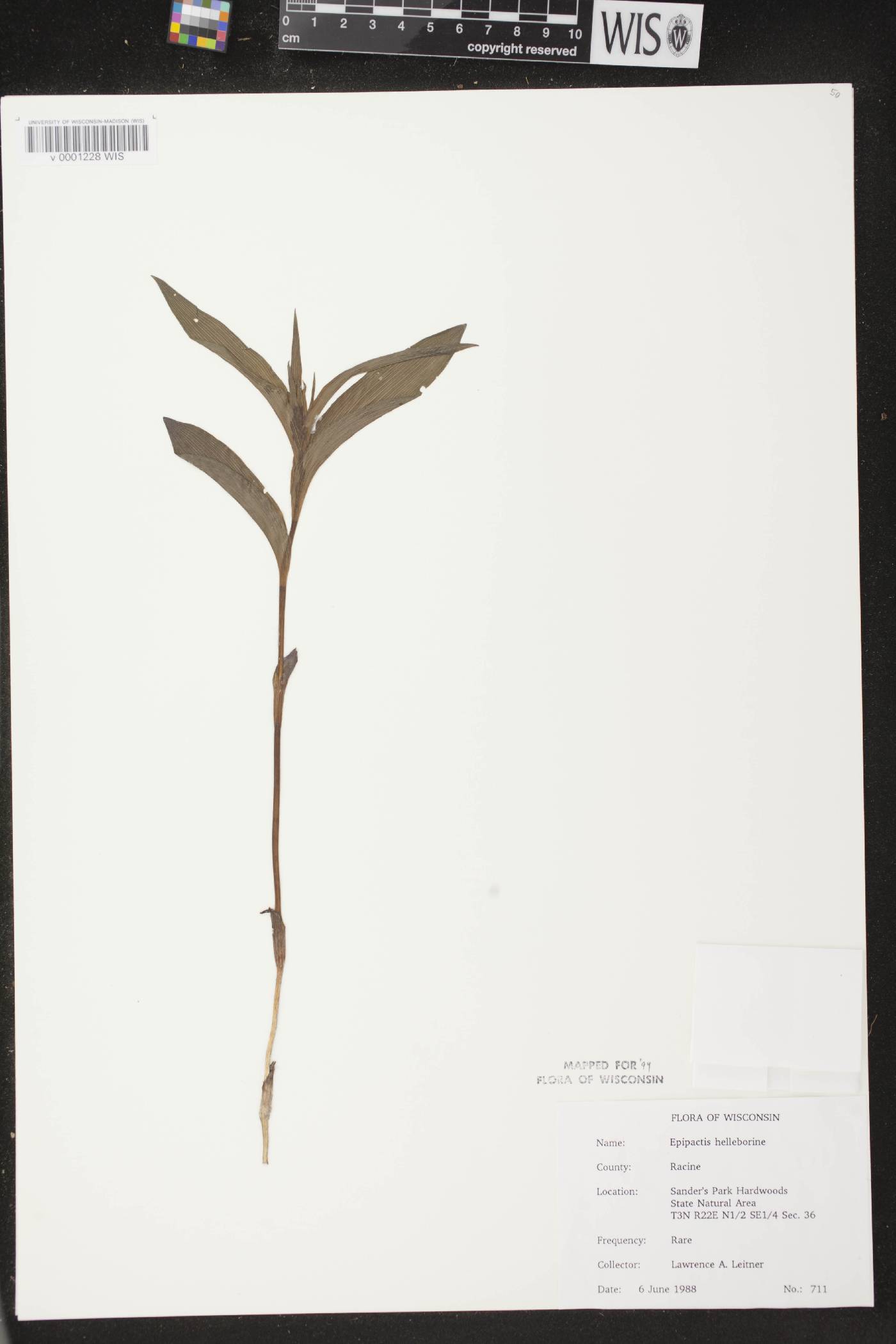 Epipactis helleborine image