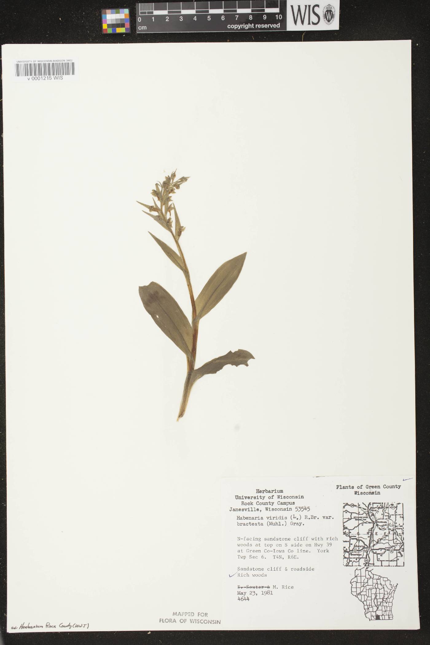 Coeloglossum viride var. virescens image