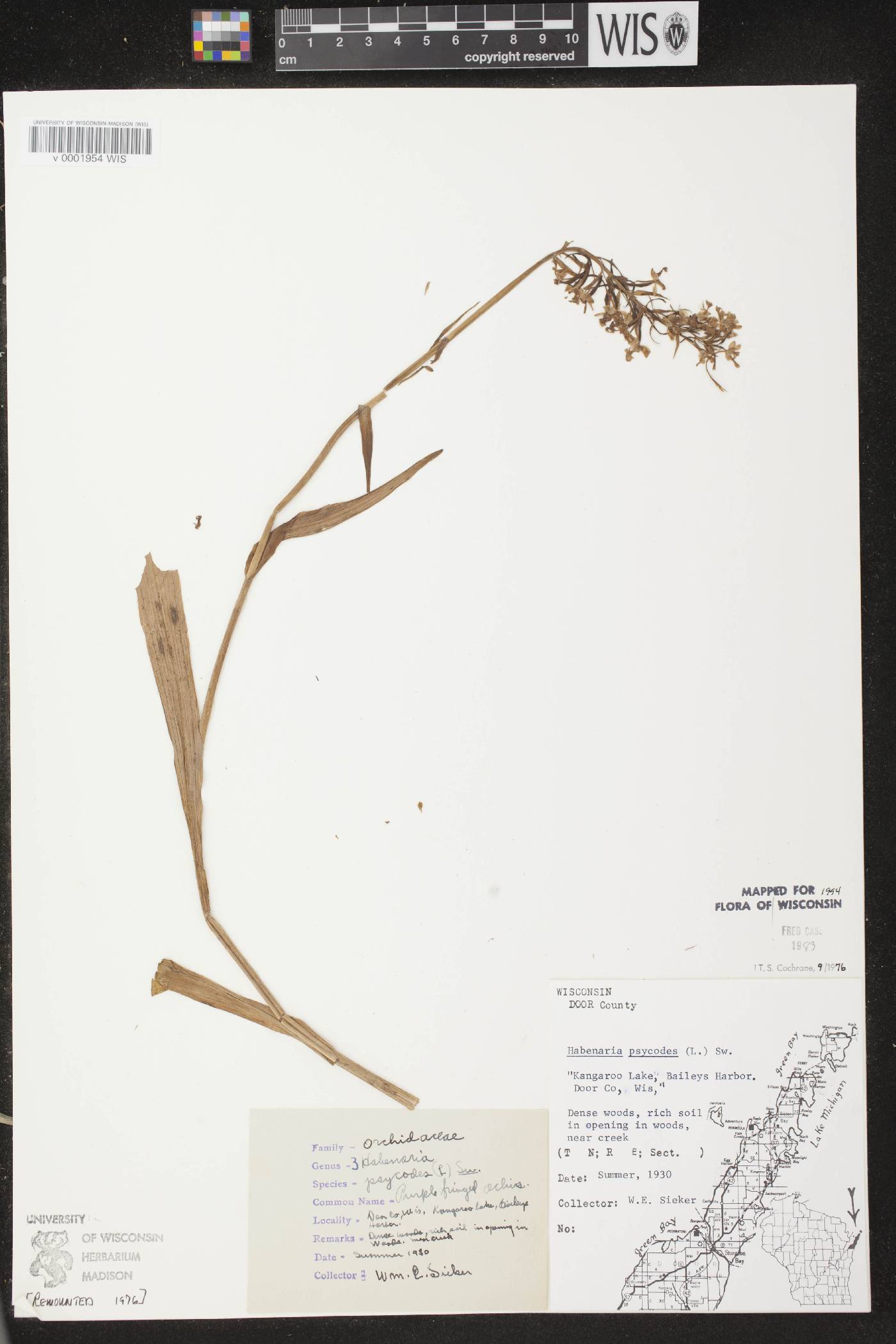 Platanthera psycodes image