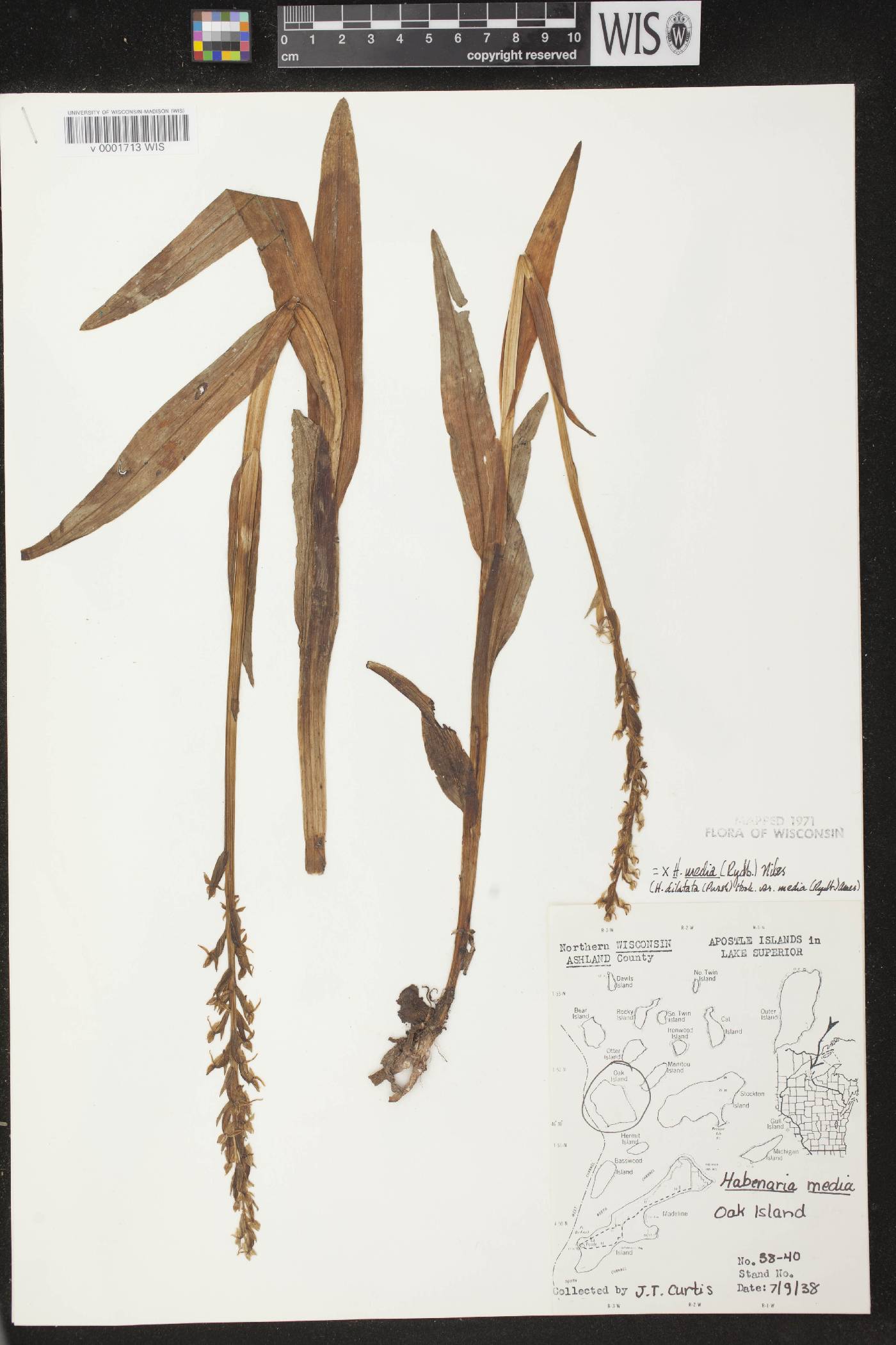 Platanthera huronensis image