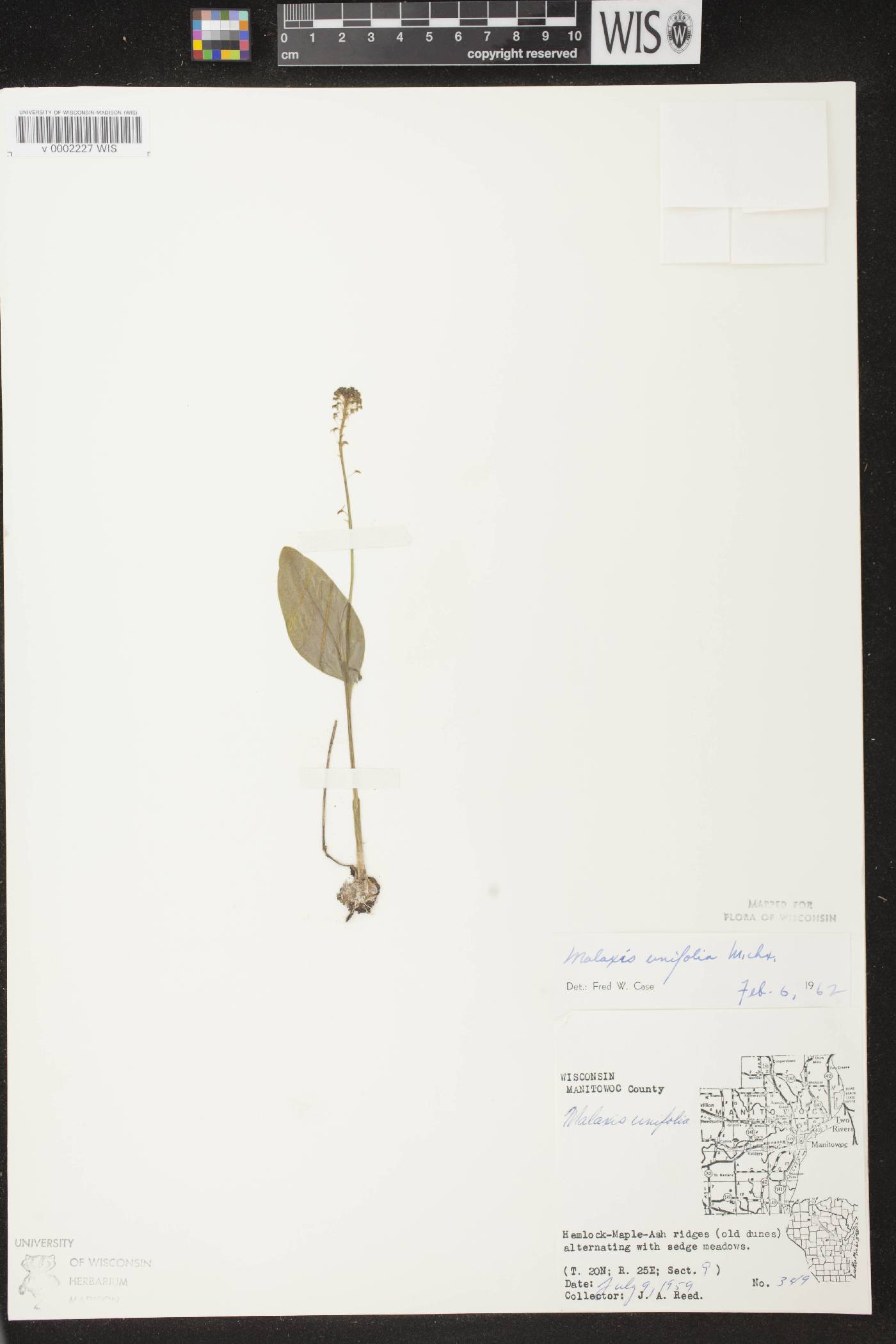 Malaxis unifolia image