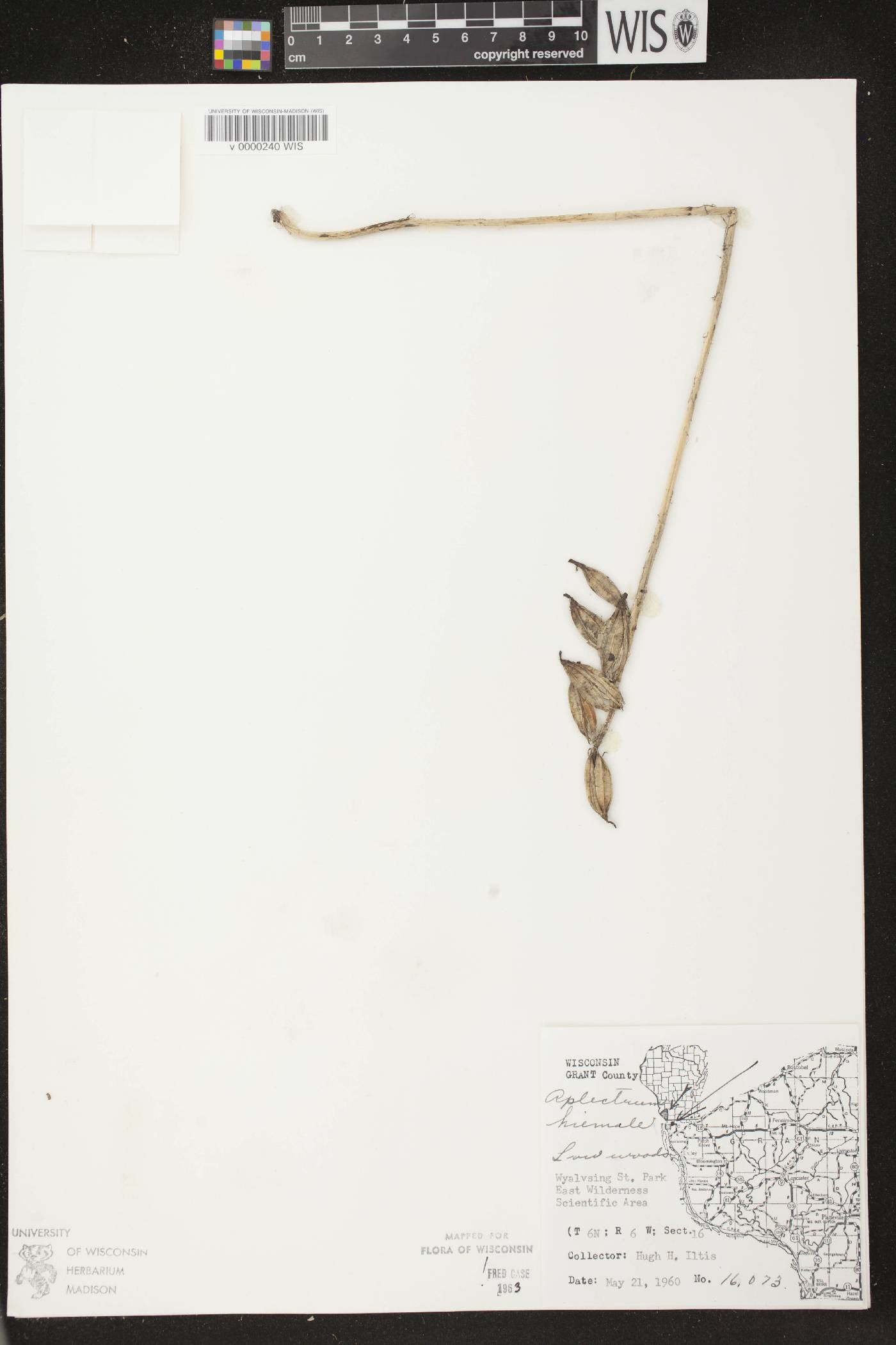 Aplectrum hyemale image
