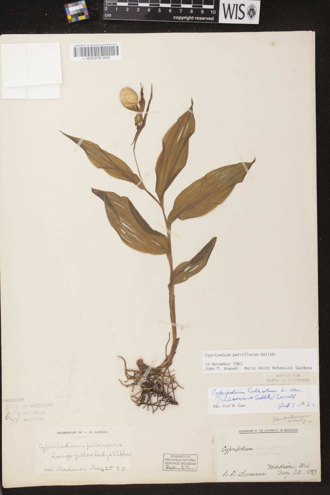 Cypripedium parviflorum var. makasin image