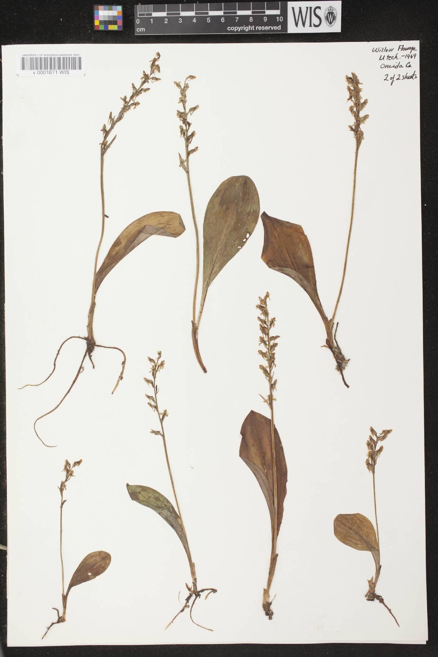 Platanthera obtusata image