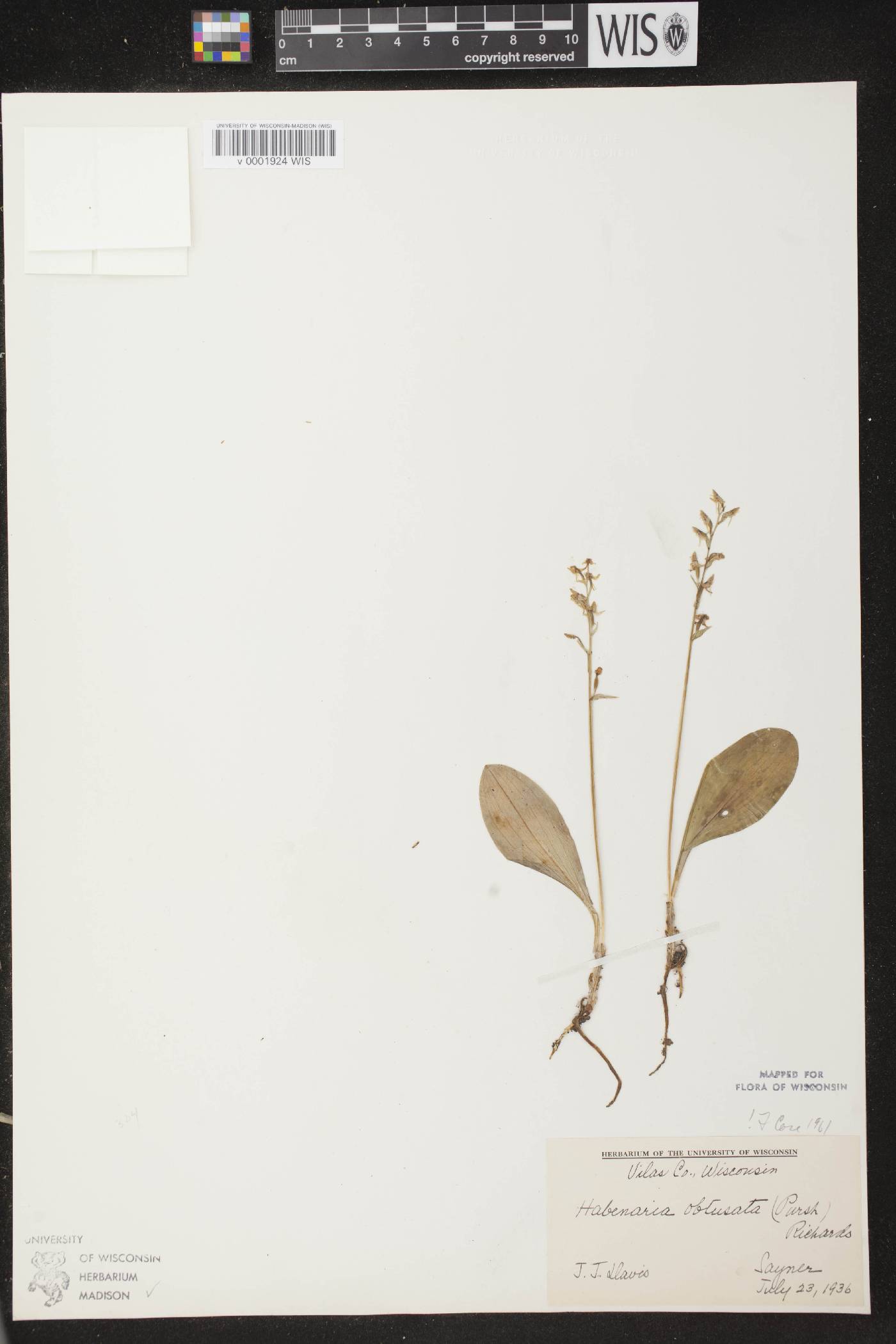 Platanthera obtusata image