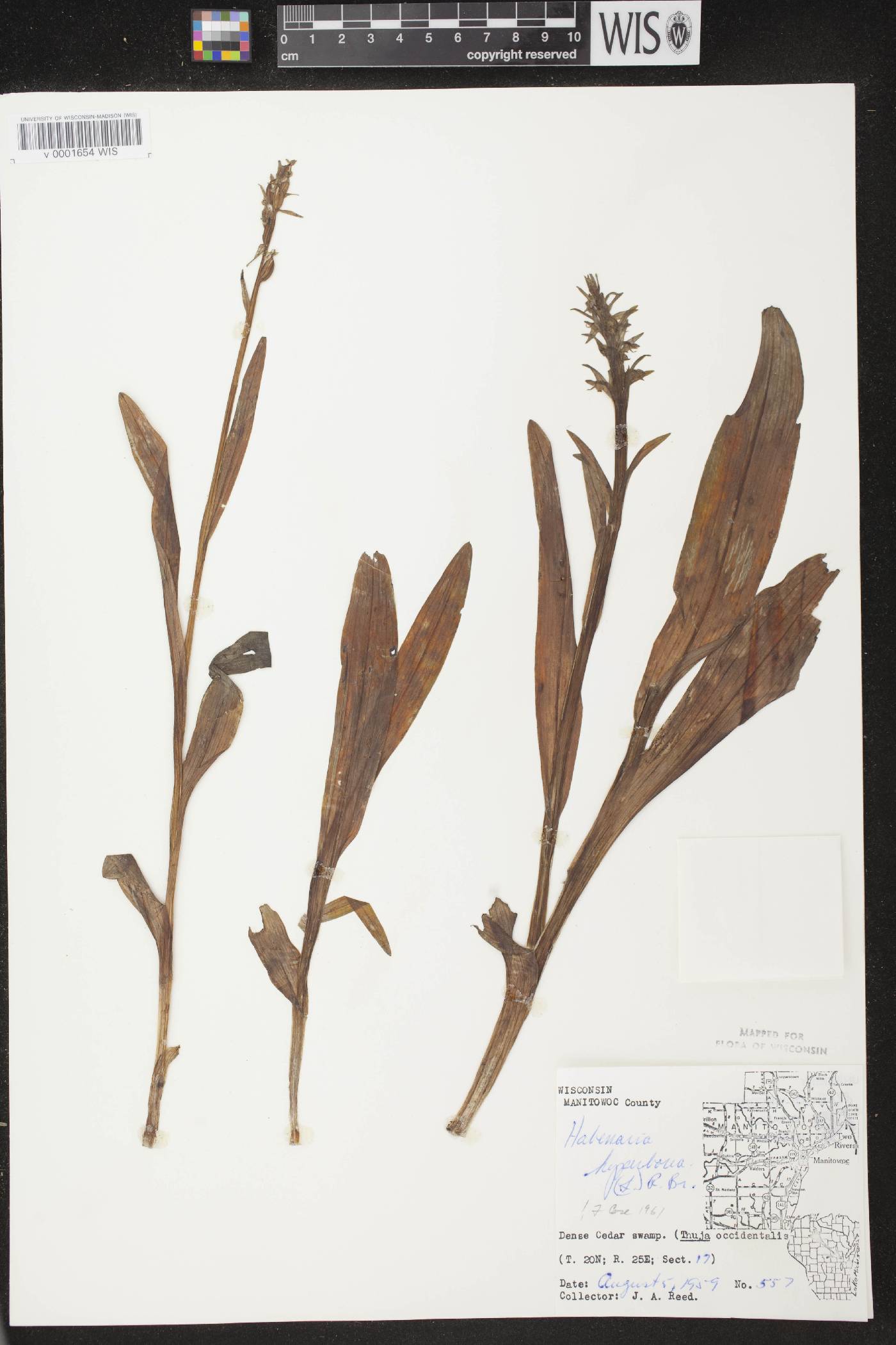 Platanthera huronensis image