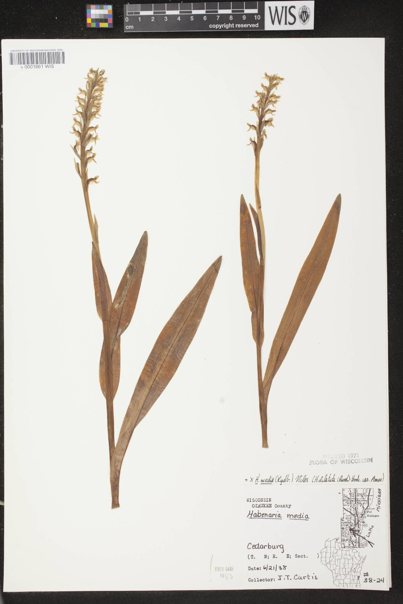 Platanthera huronensis image