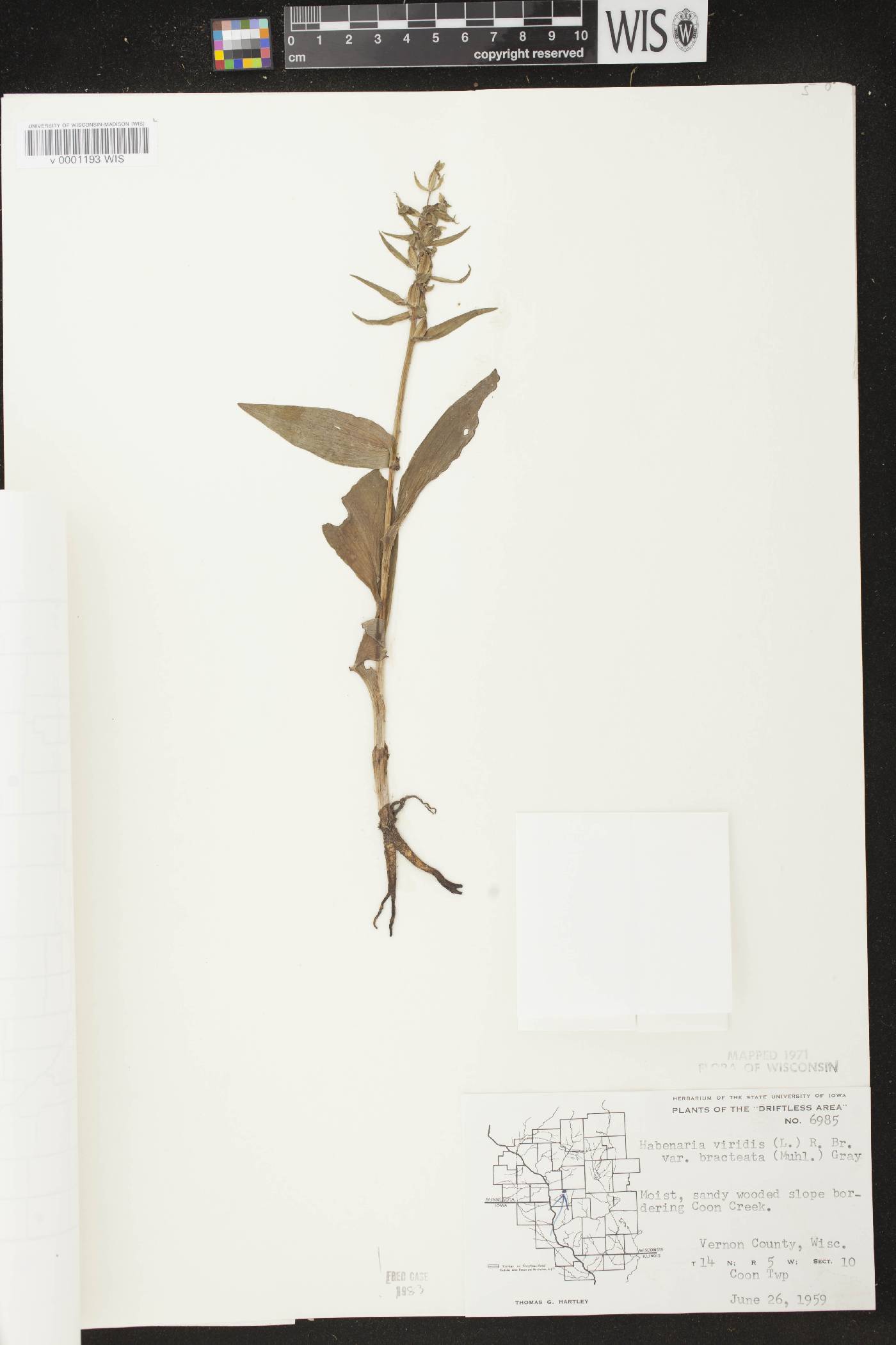 Coeloglossum viride var. virescens image