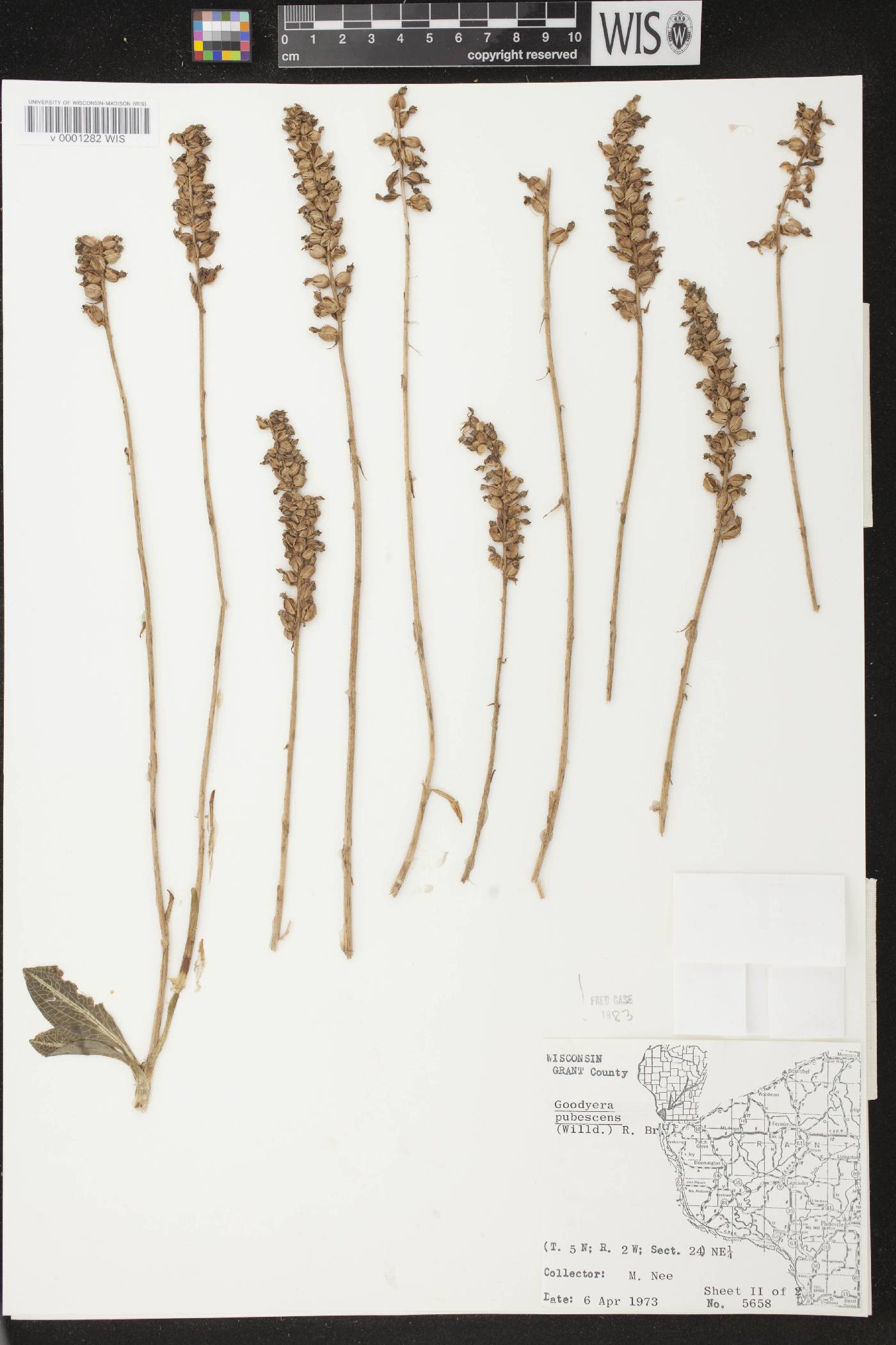 Goodyera pubescens image