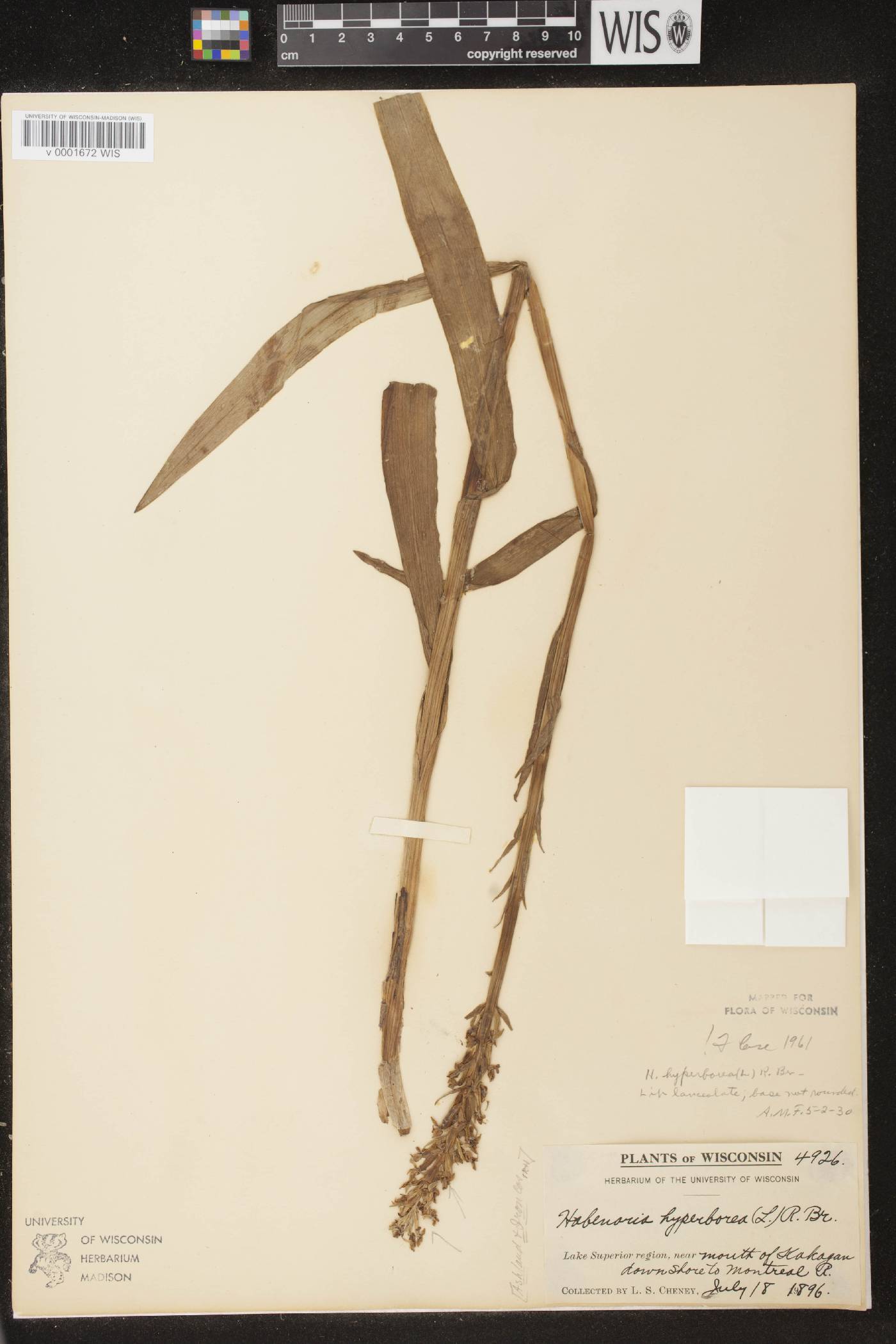 Platanthera huronensis image