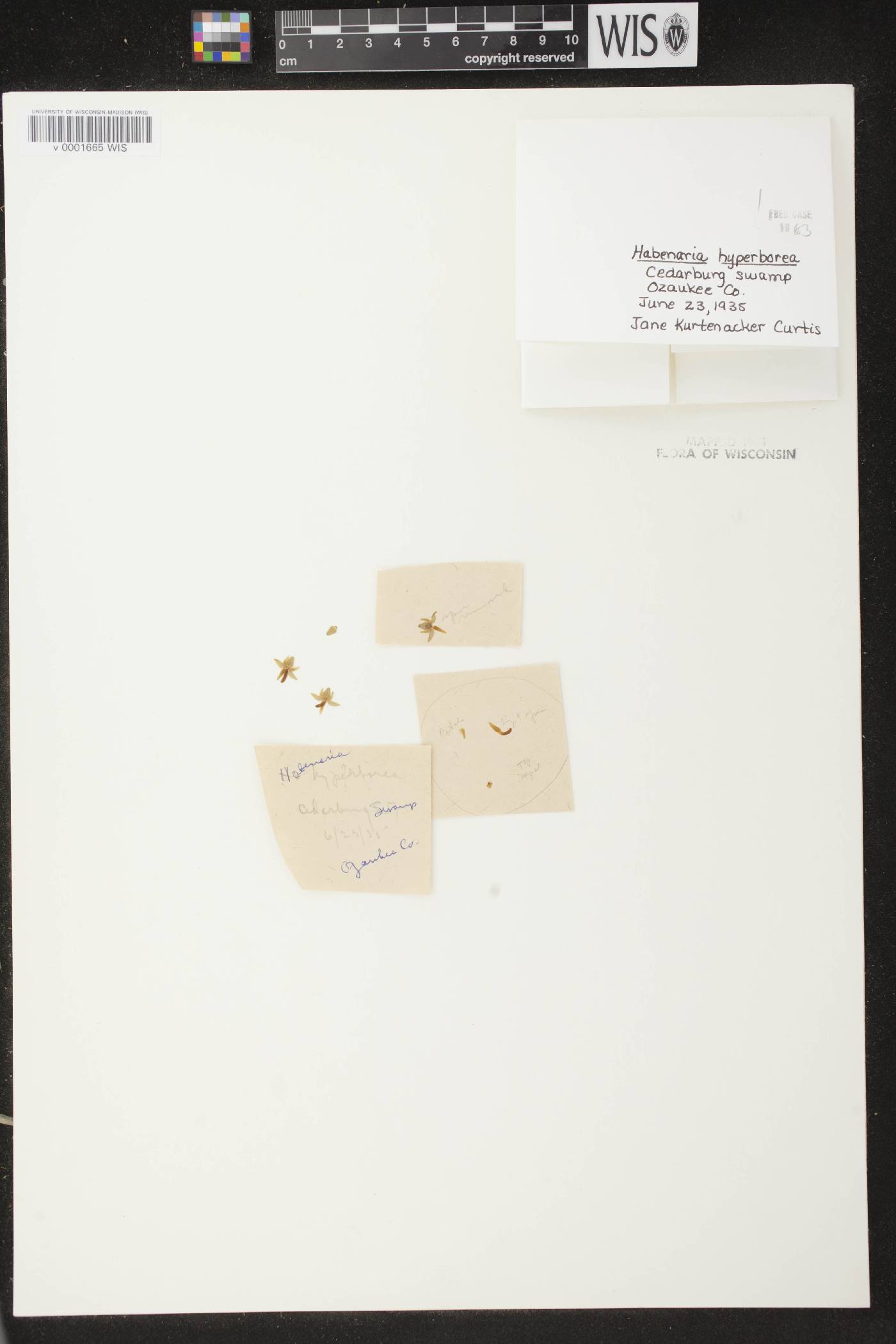 Platanthera huronensis image