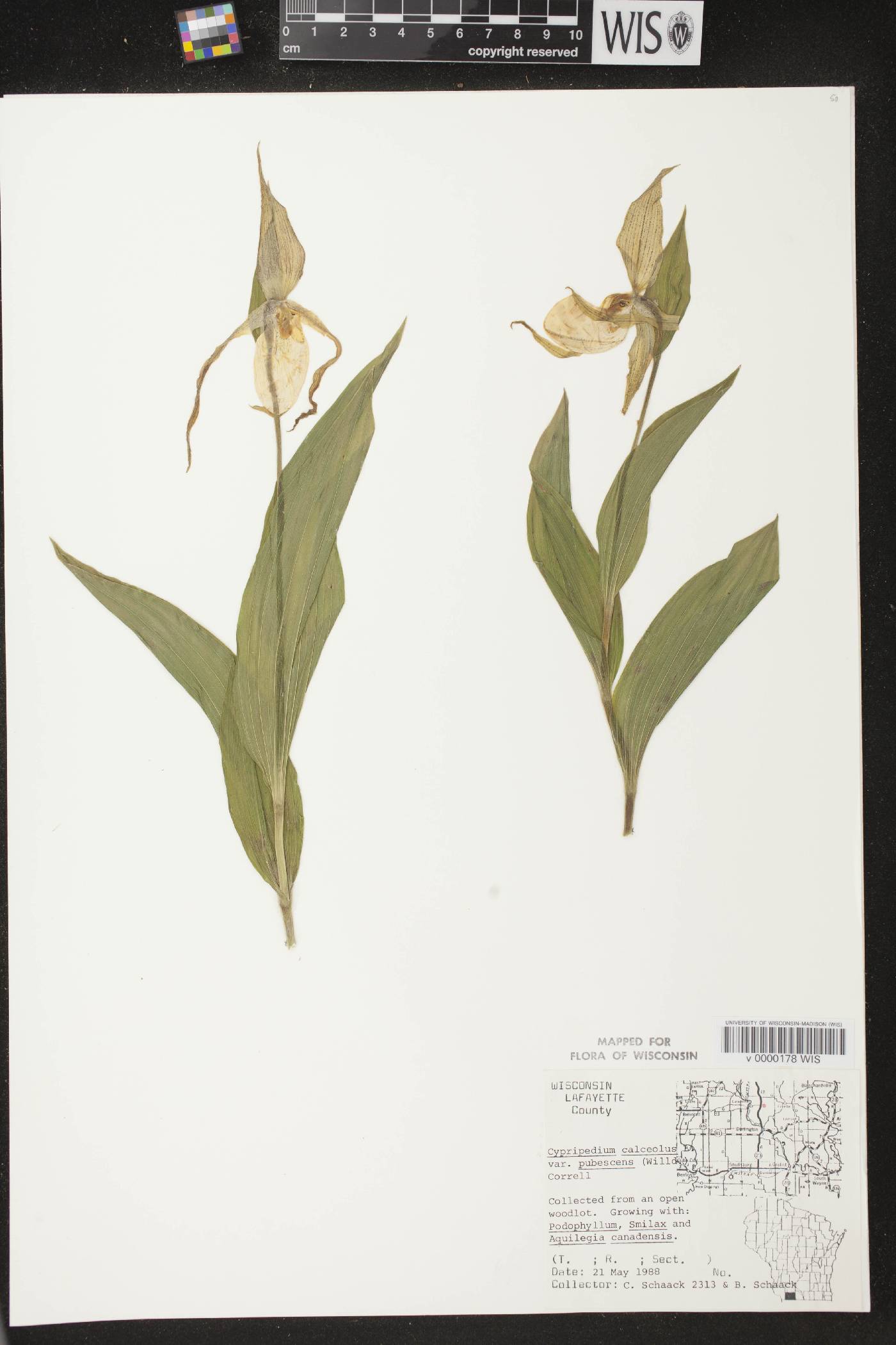 Cypripedium parviflorum image
