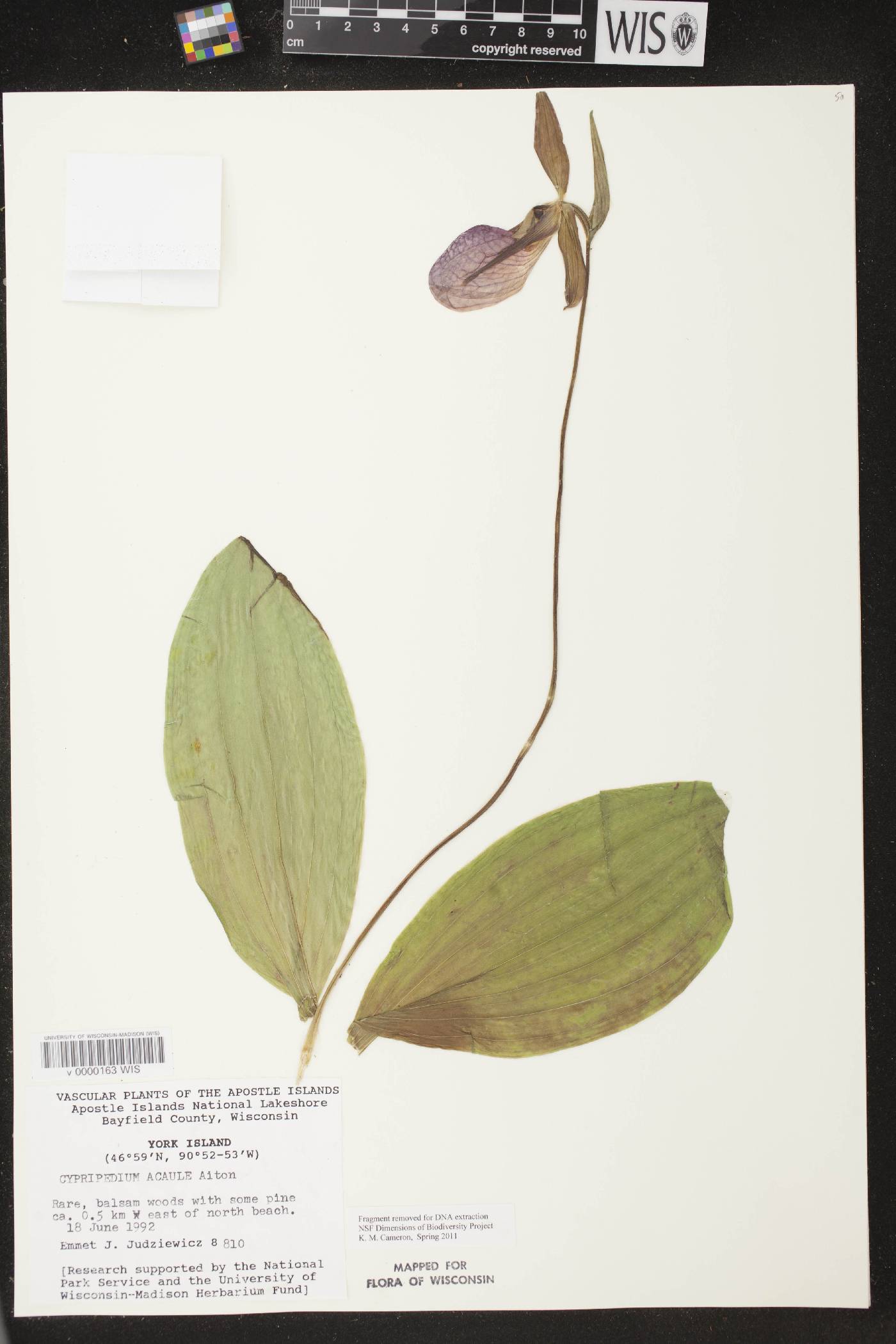 Cypripedium acaule image