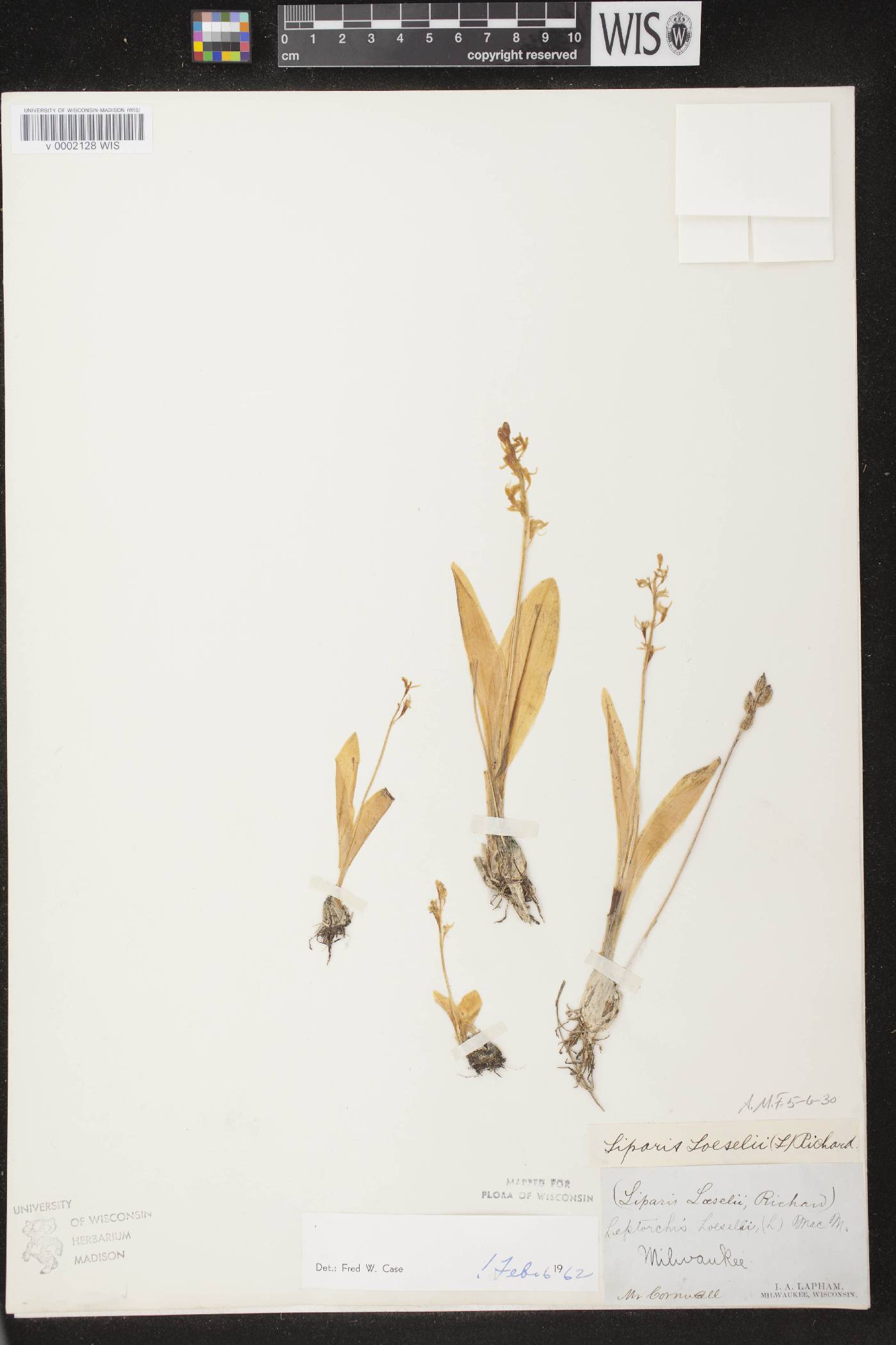 Liparis loeselii image