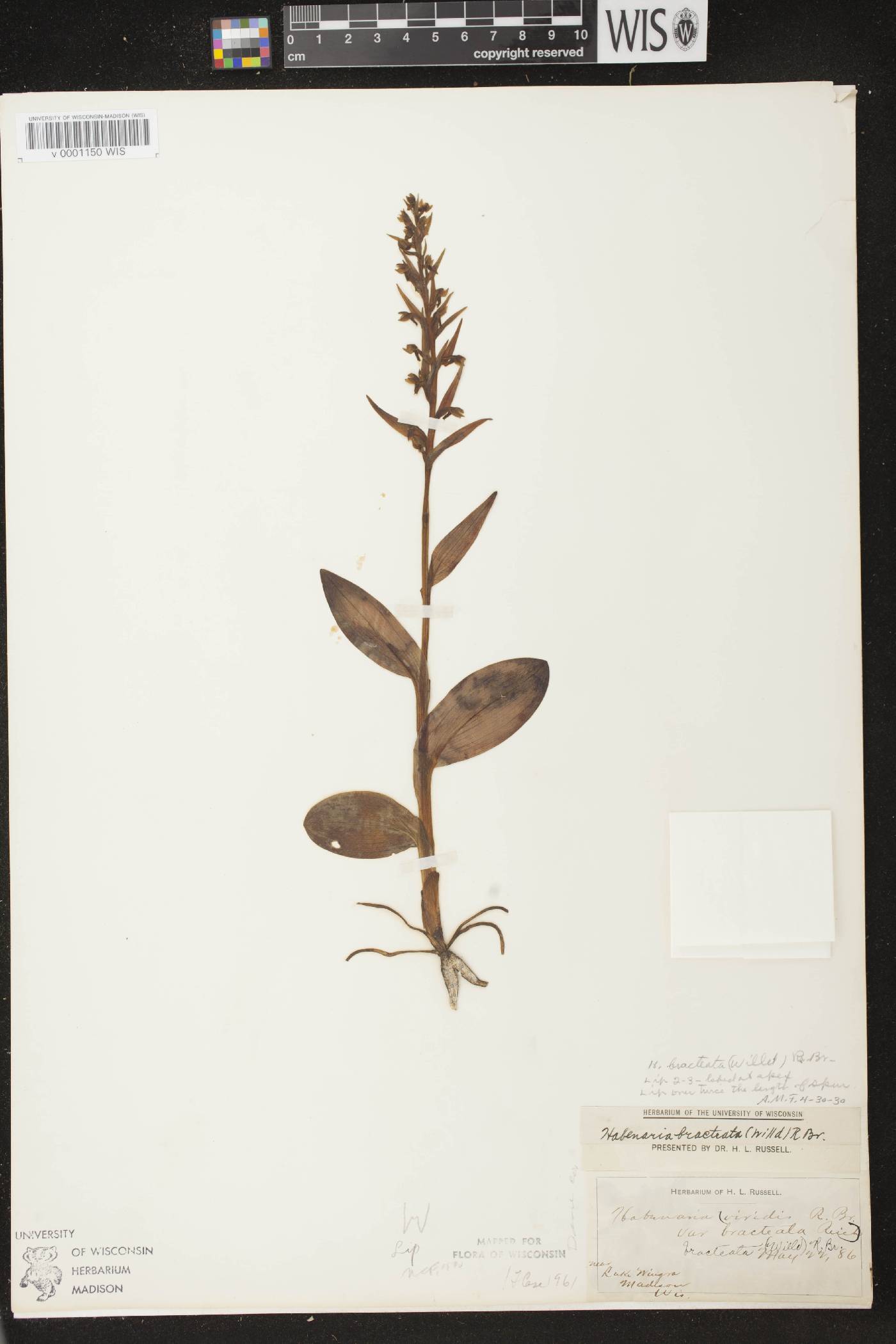Coeloglossum viride var. virescens image
