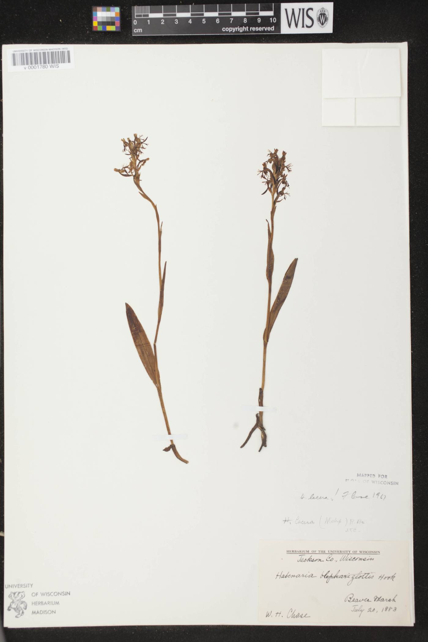 Platanthera lacera image