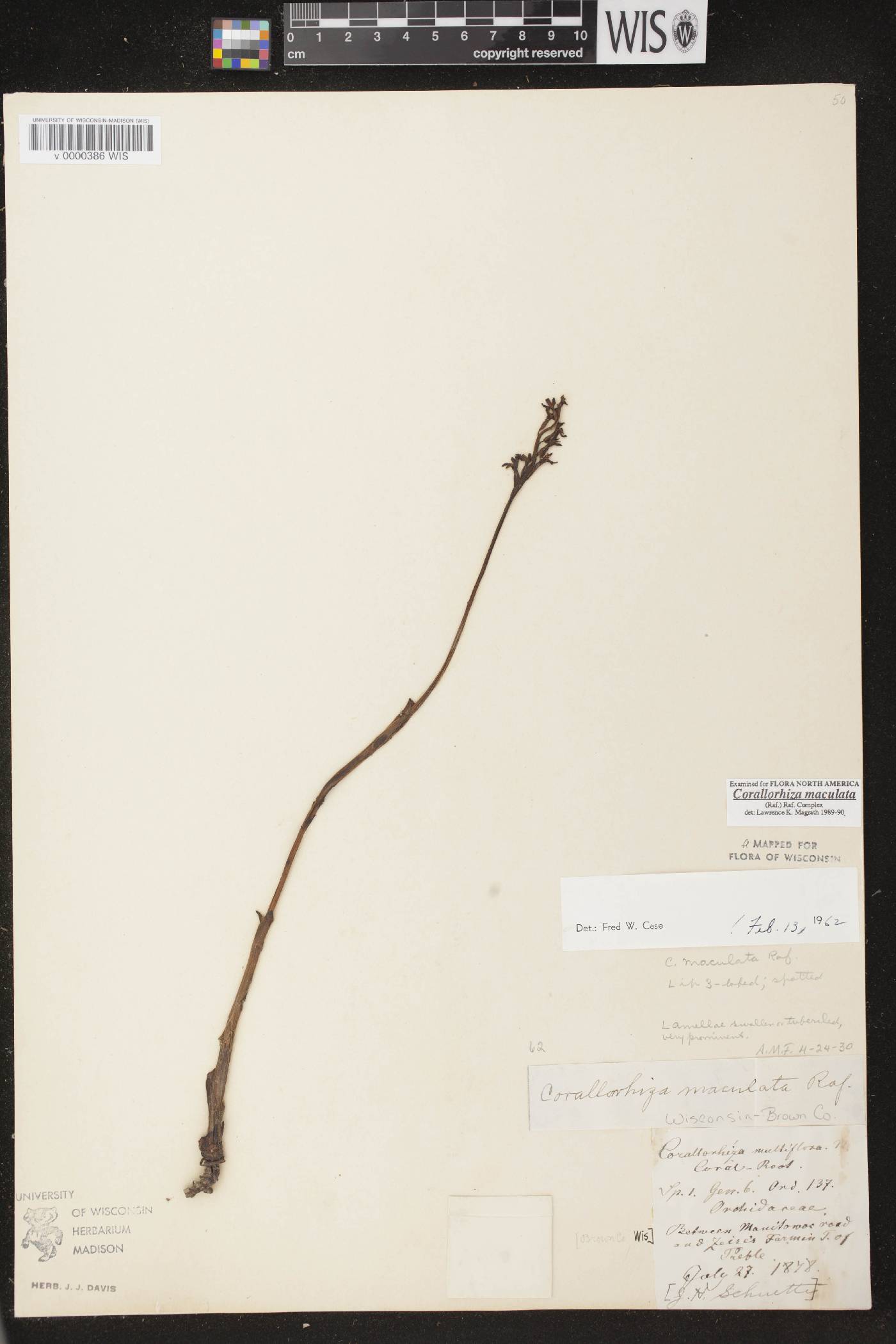 Corallorhiza maculata image