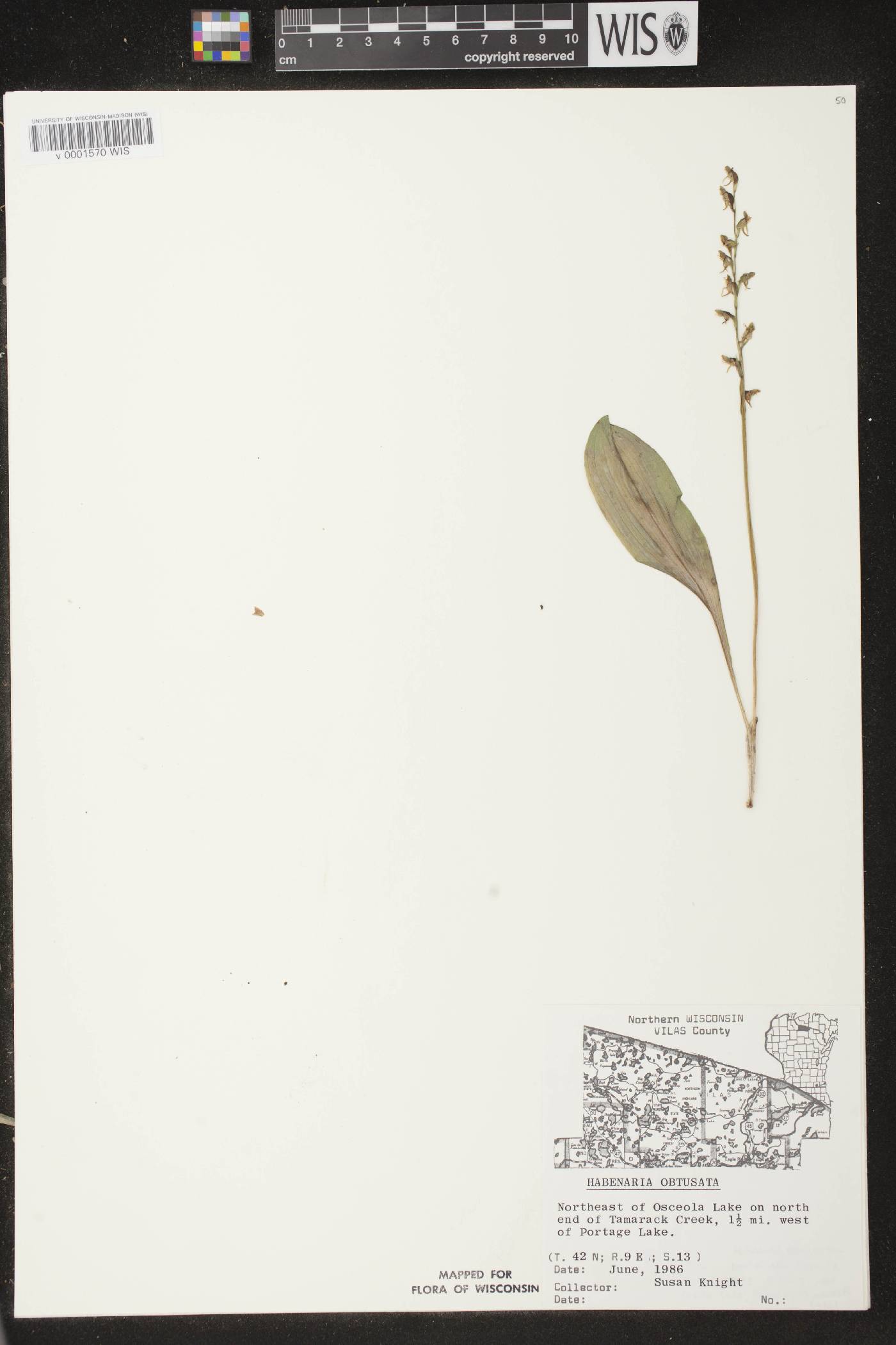 Platanthera obtusata image