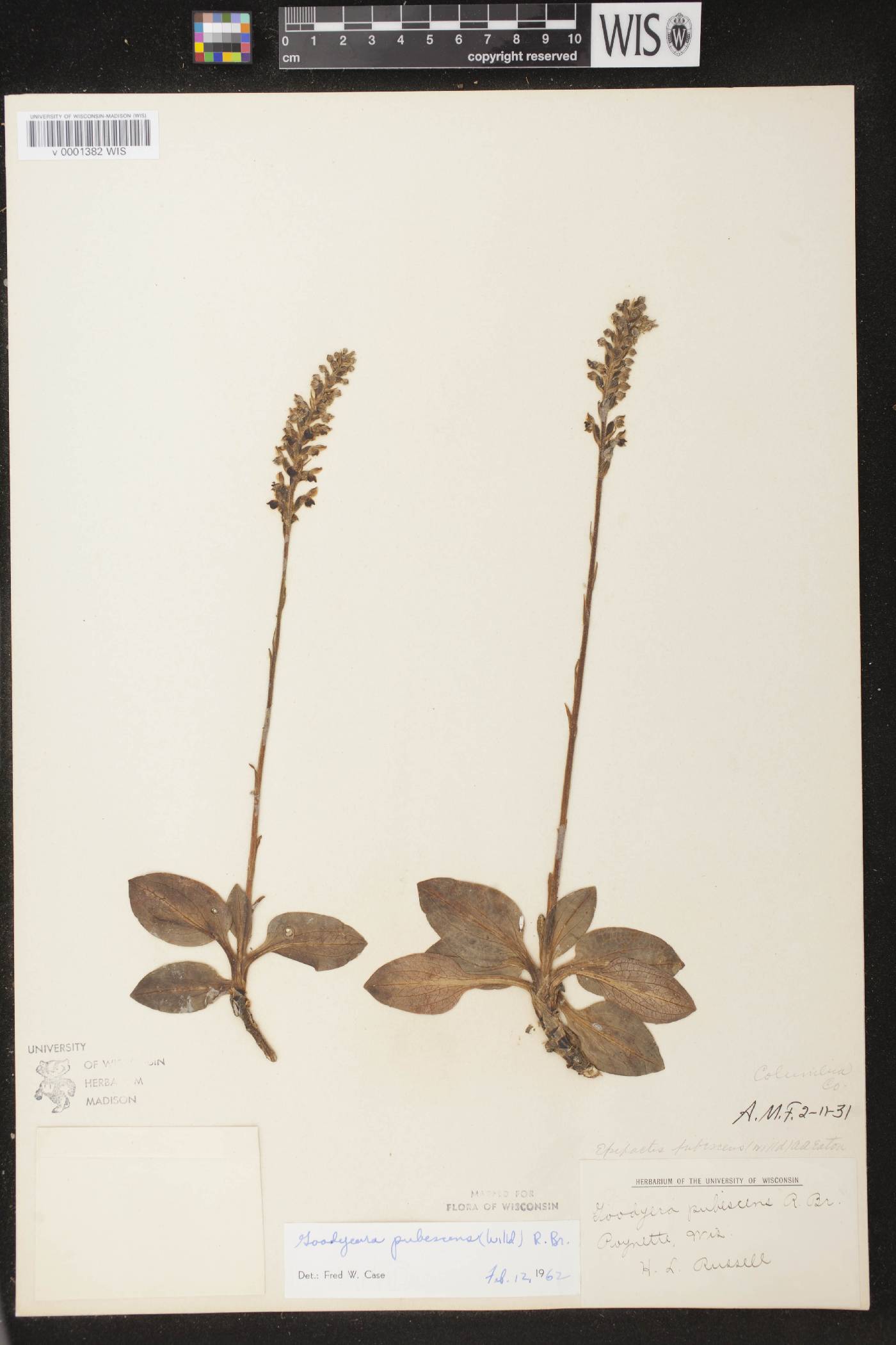 Goodyera pubescens image