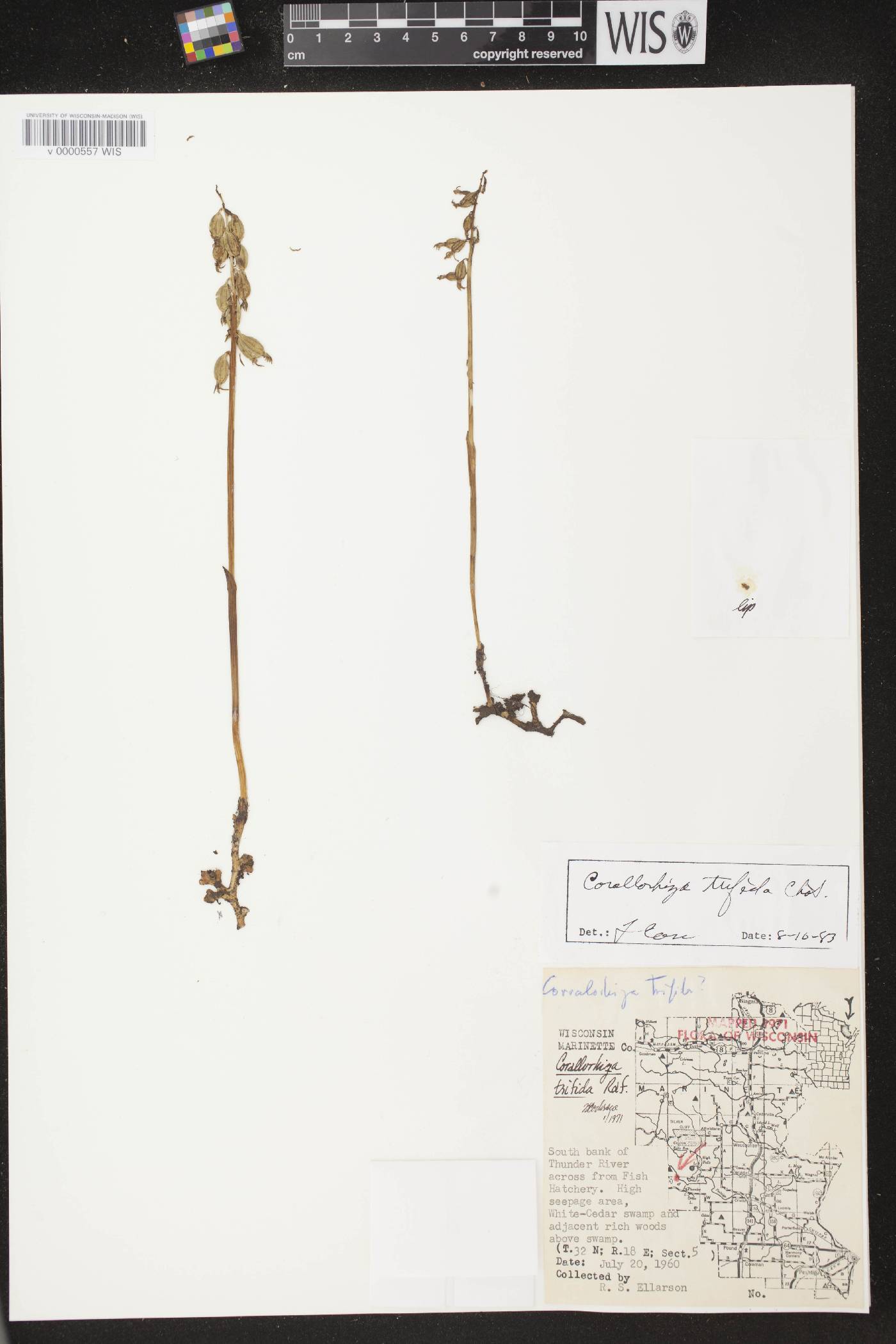 Corallorhiza trifida image