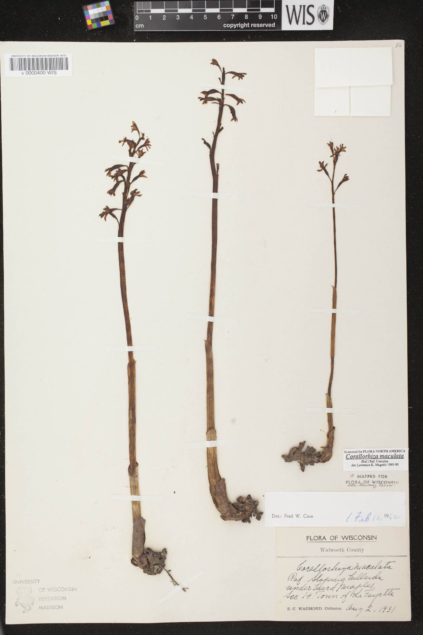Corallorhiza maculata image